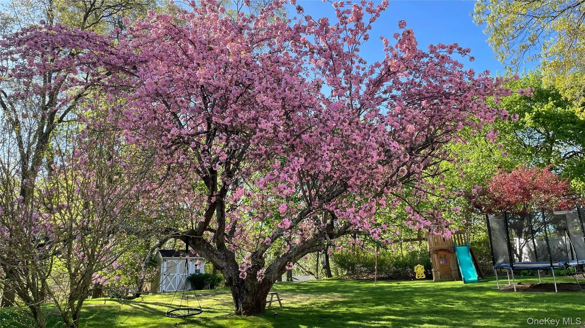 Beautiful Backyard With Specimen Trees Beautiful Backyard With Specimen Trees