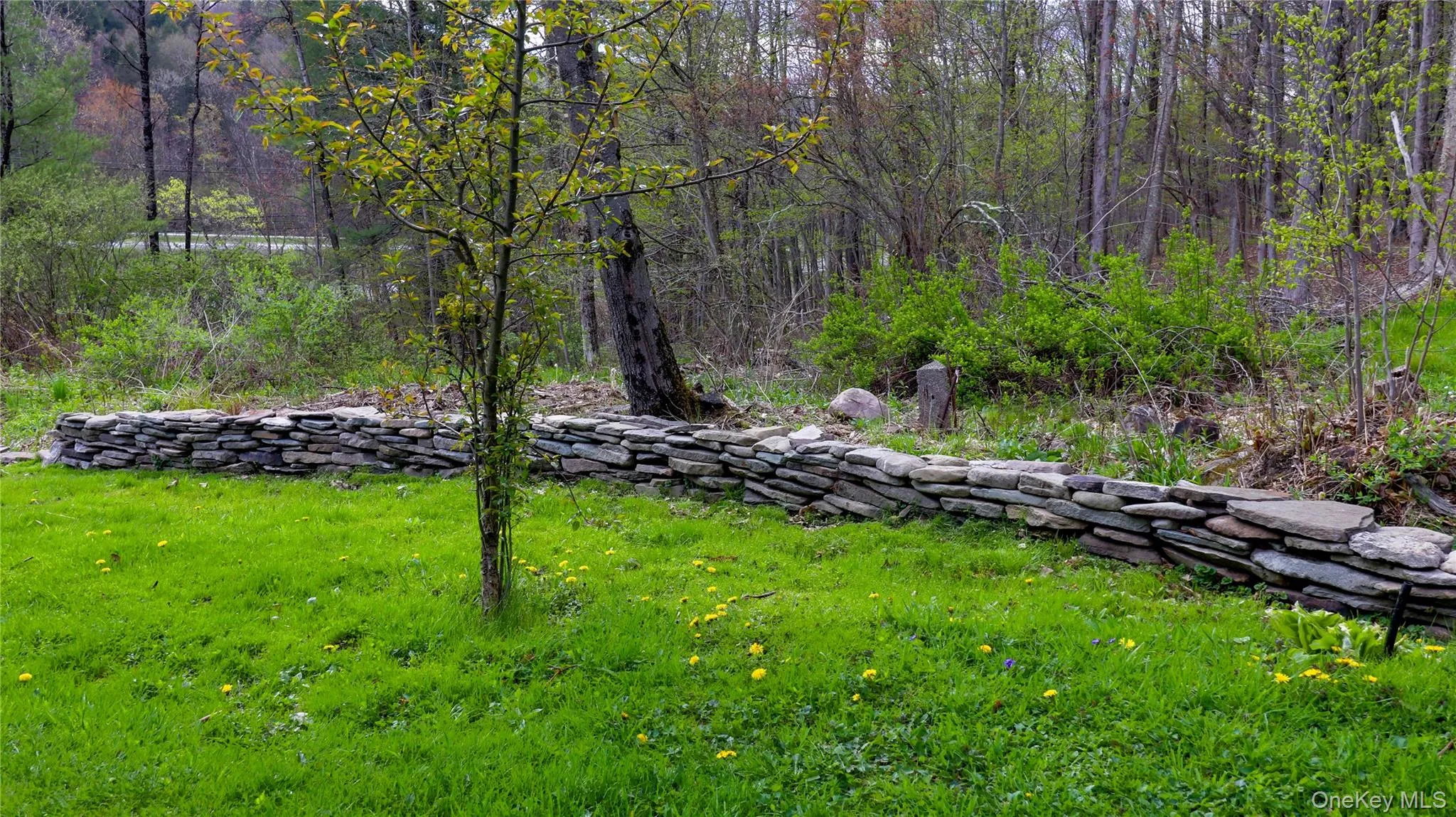 Manicured lawn with a young tree and a natural stone retaining wall, bordering a wooded area Manicured lawn with a young tree and a natural stone retaining wall, bordering a wooded area