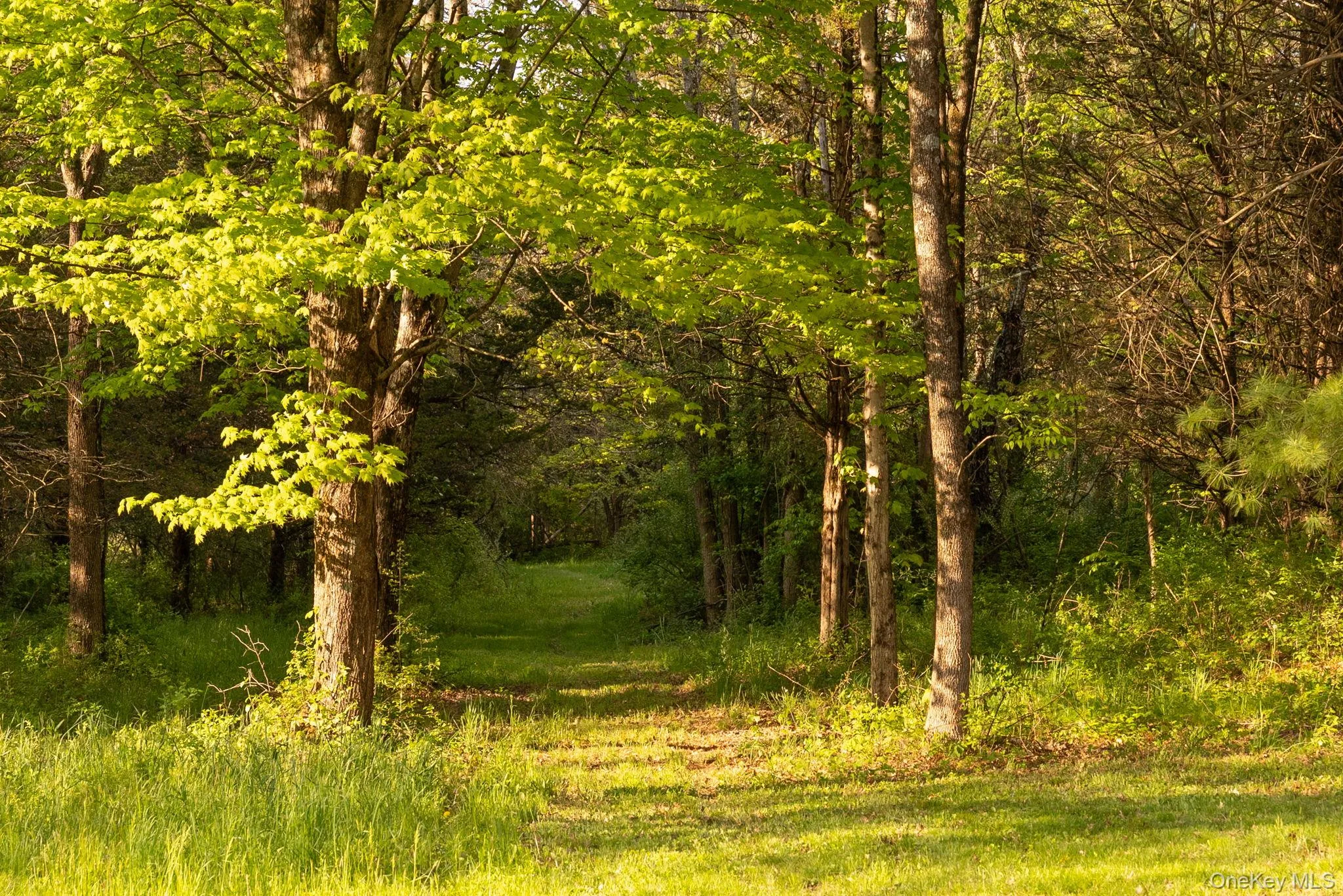 Trail Trail