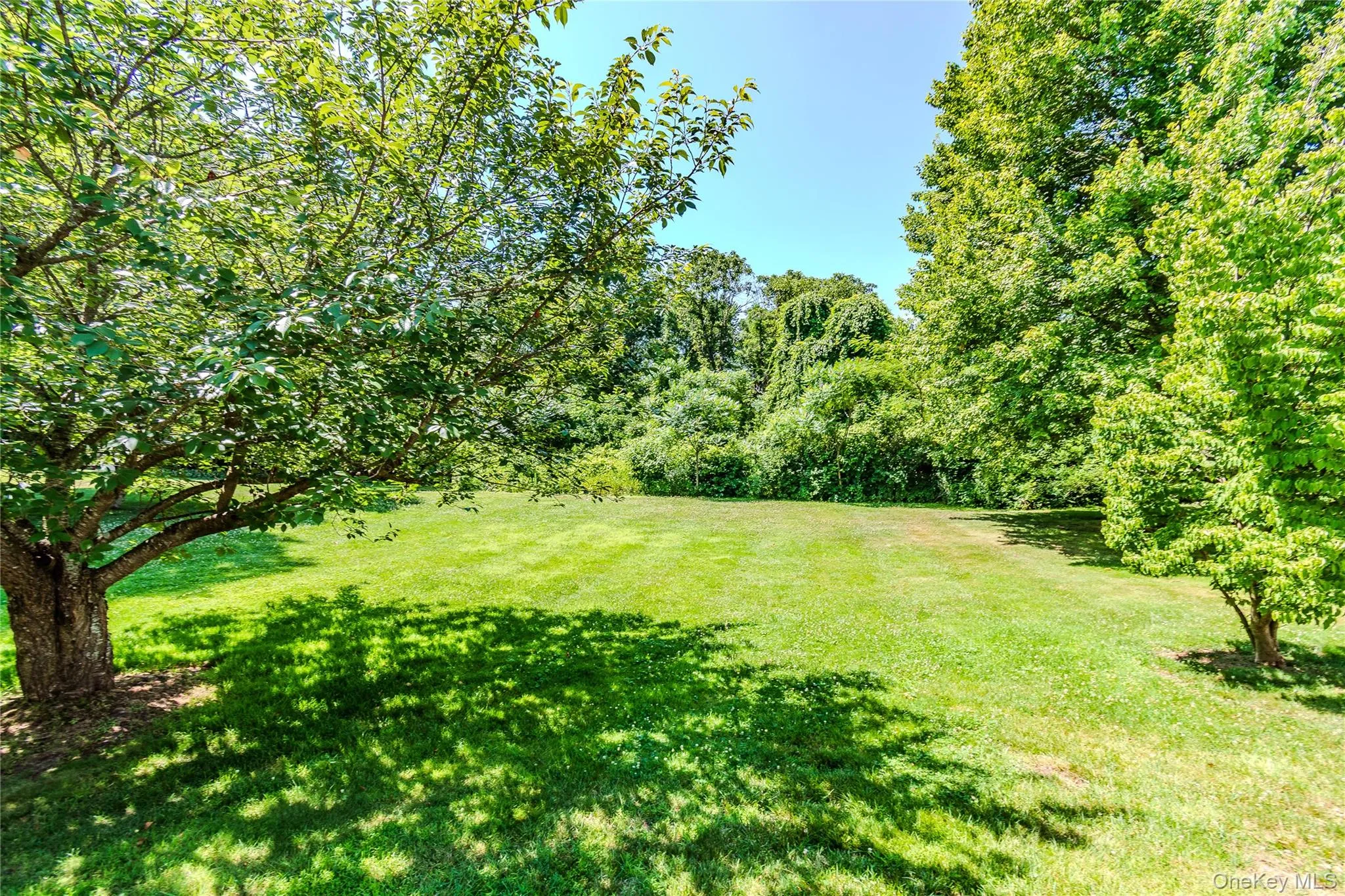 backyard backyard
