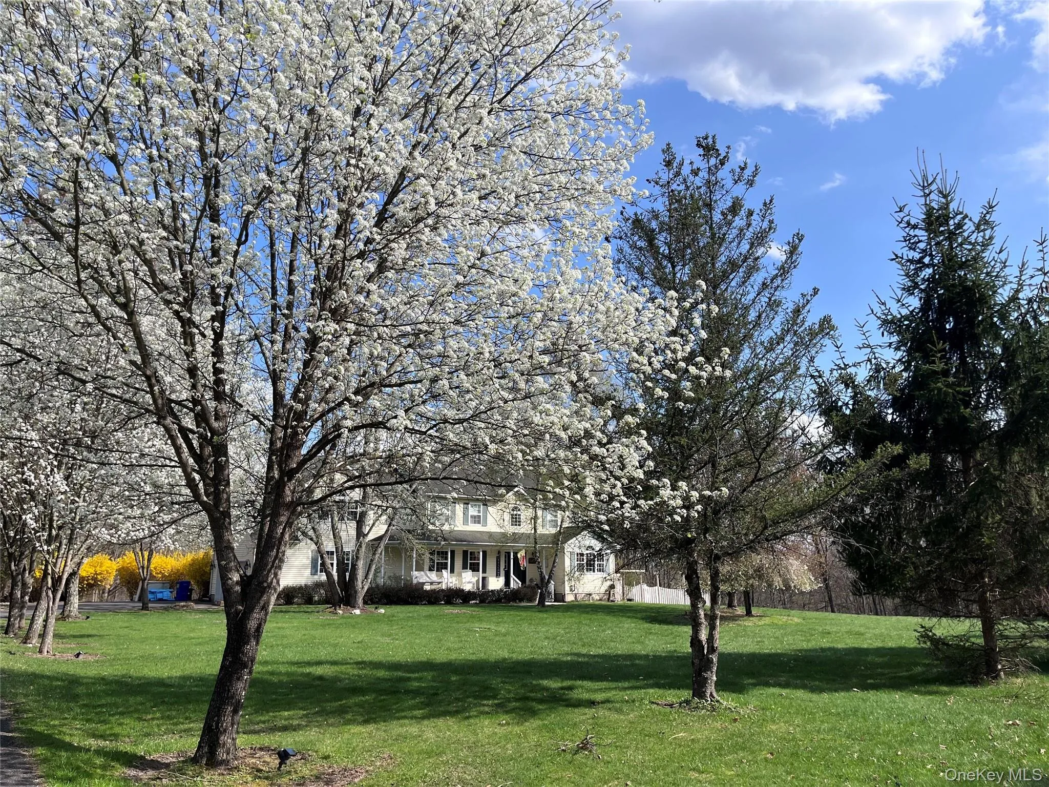 Spacious front lawn with blooming trees and varied evergreen plantings Spacious front lawn with blooming trees and varied evergreen plantings