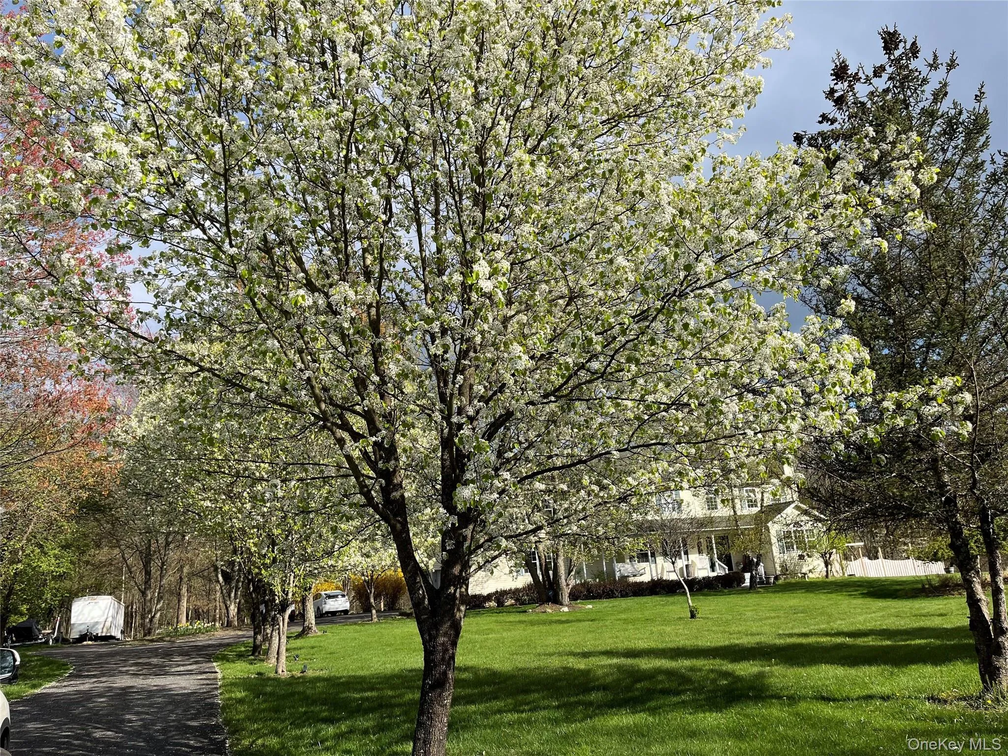 Blossoms All Around in Spring! Blossoms All Around in Spring!