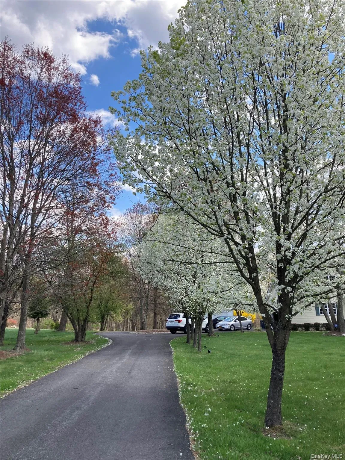 Blooming Bradford Pear Trees Along the Driveway Blooming Bradford Pear Trees Along the Driveway