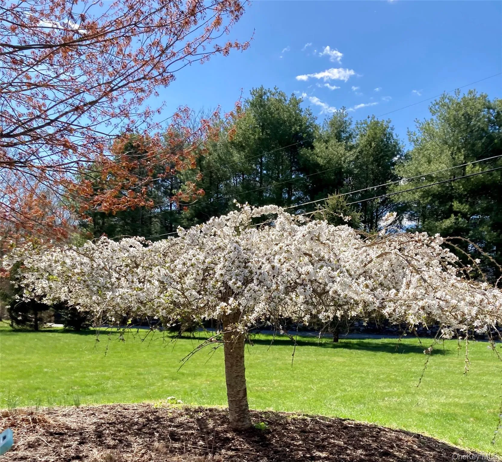 Blossoming Tree Blossoming Tree