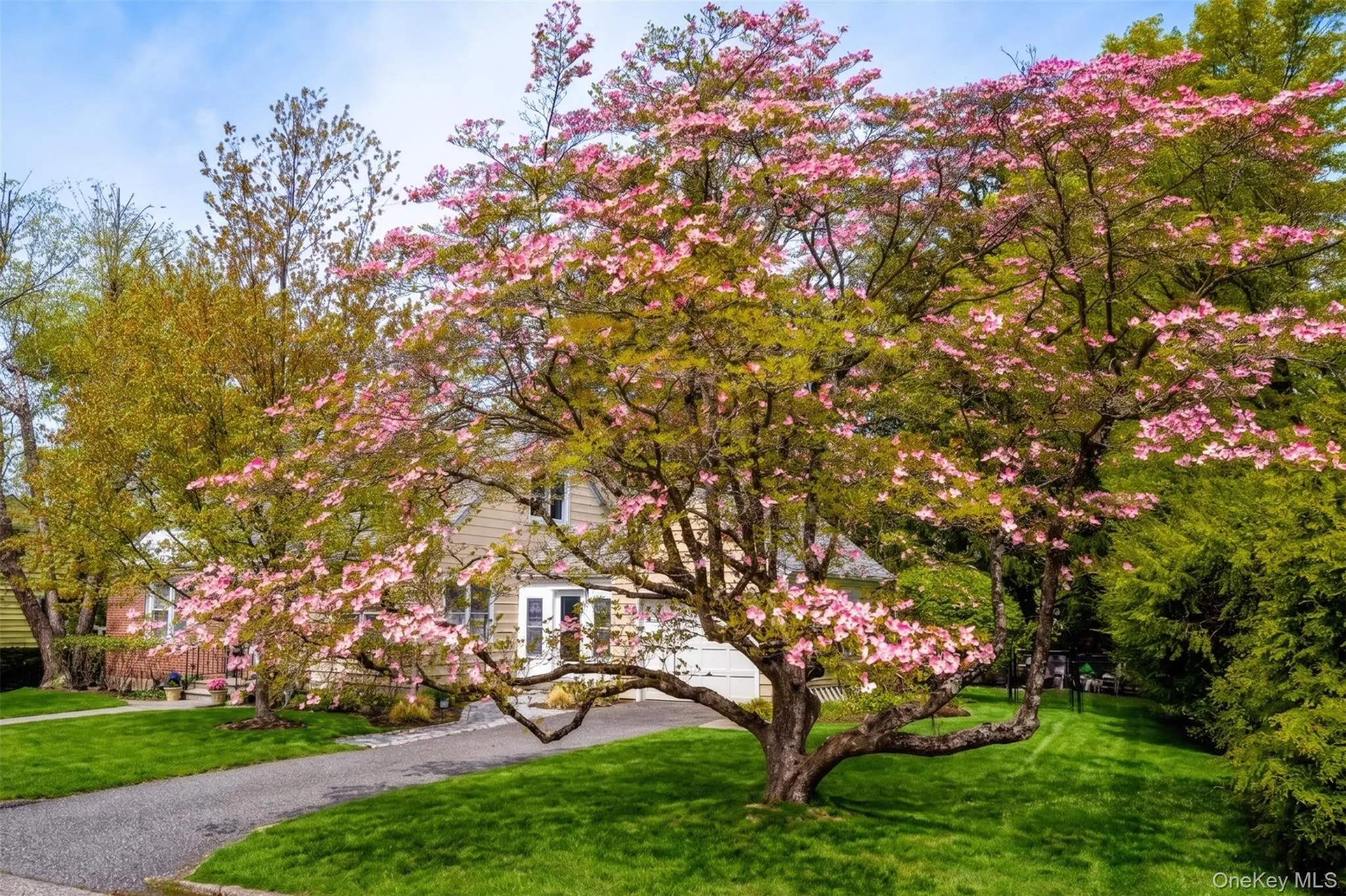 Enjoy the Beautiful Dogwood Tree in Spring! Enjoy the Beautiful Dogwood Tree in Spring!