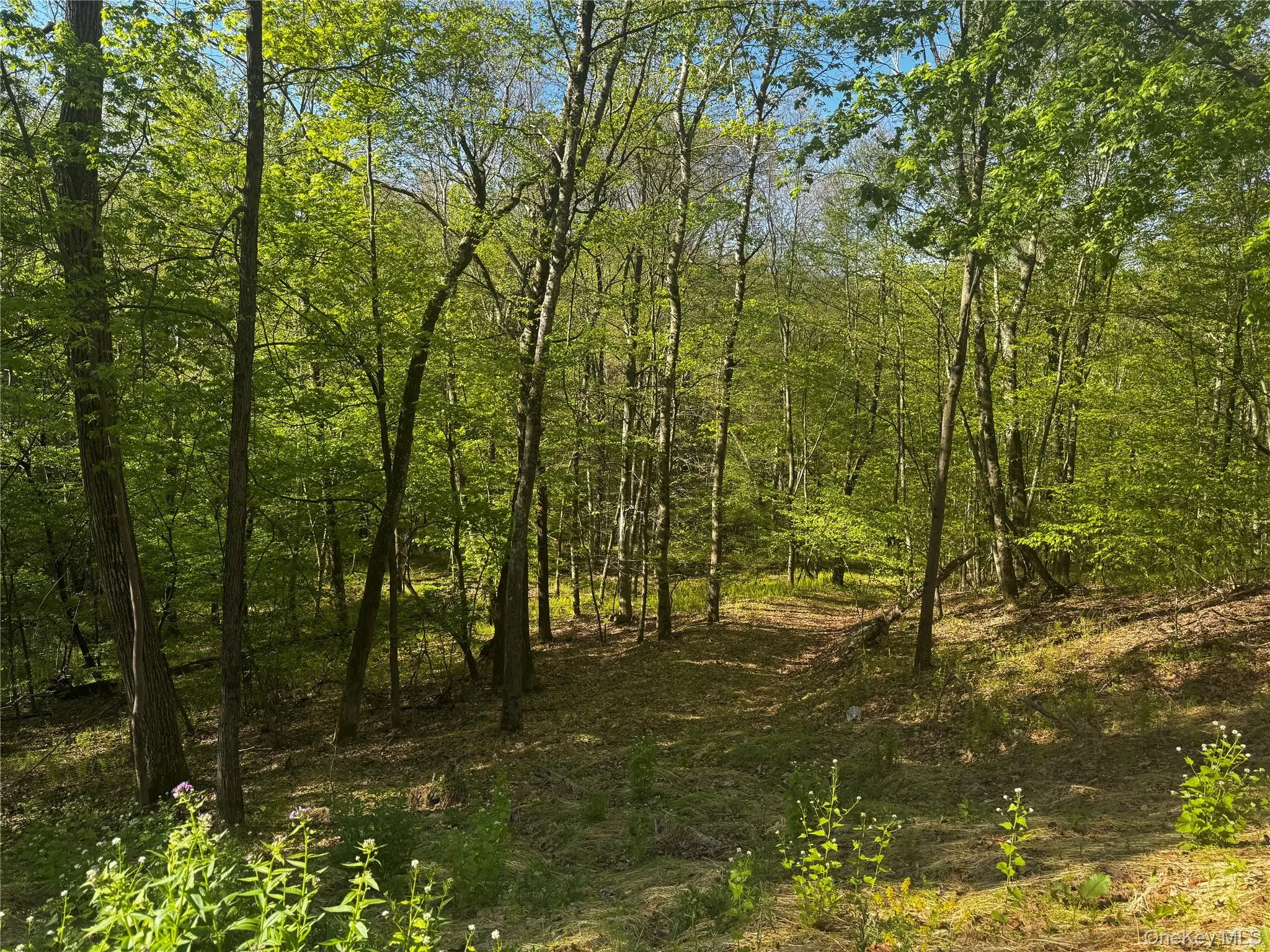 Hall Hill Road, Ancram, NY, ,Land,For Rent,Hall Hill,0,998490 Hall Hill Road, Ancram, NY, ,Land,For Rent,Hall Hill,0,998490