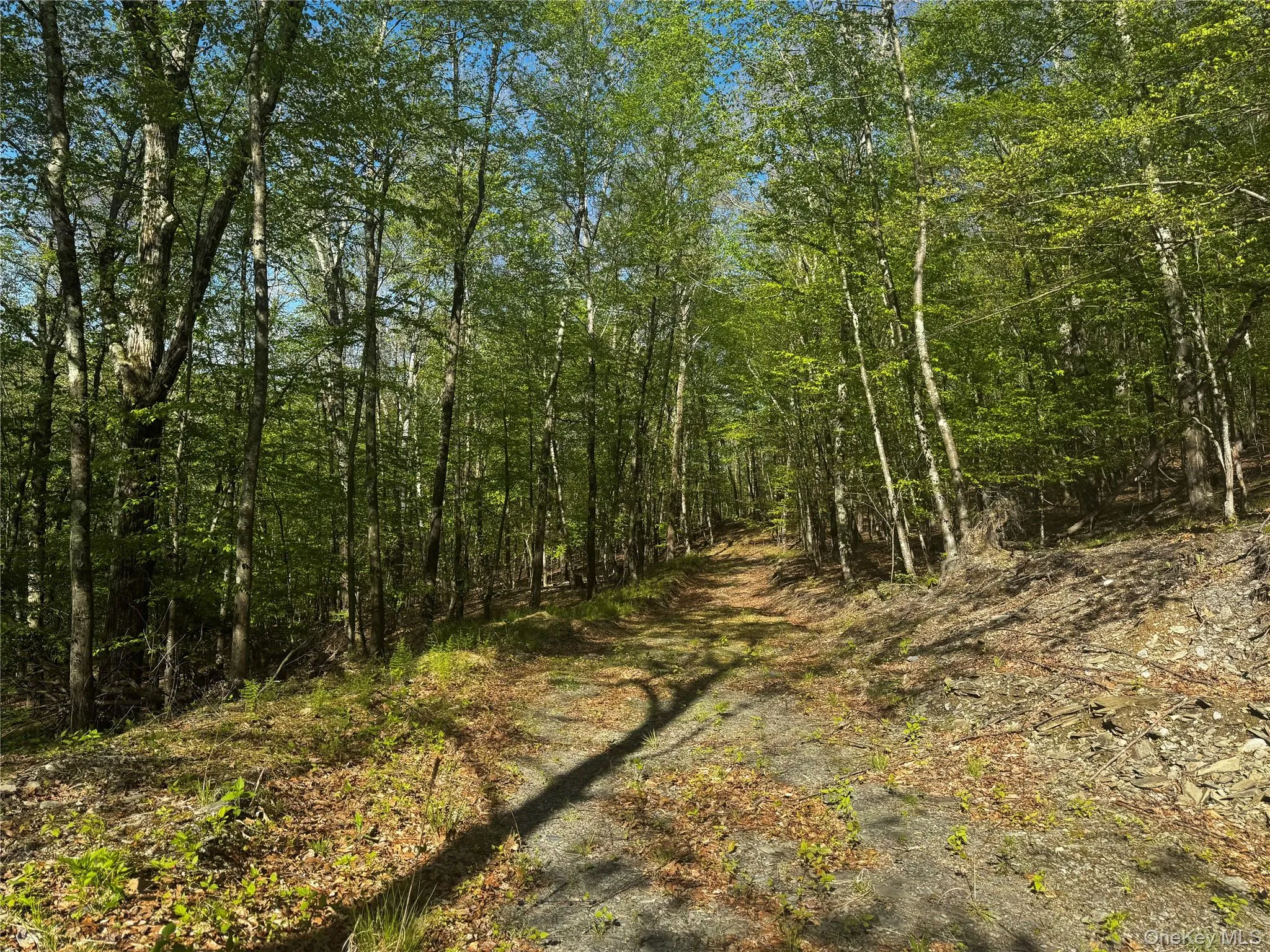 Hall Hill Road, Ancram, NY, ,Land,For Rent,Hall Hill,0,998490 Hall Hill Road, Ancram, NY, ,Land,For Rent,Hall Hill,0,998490