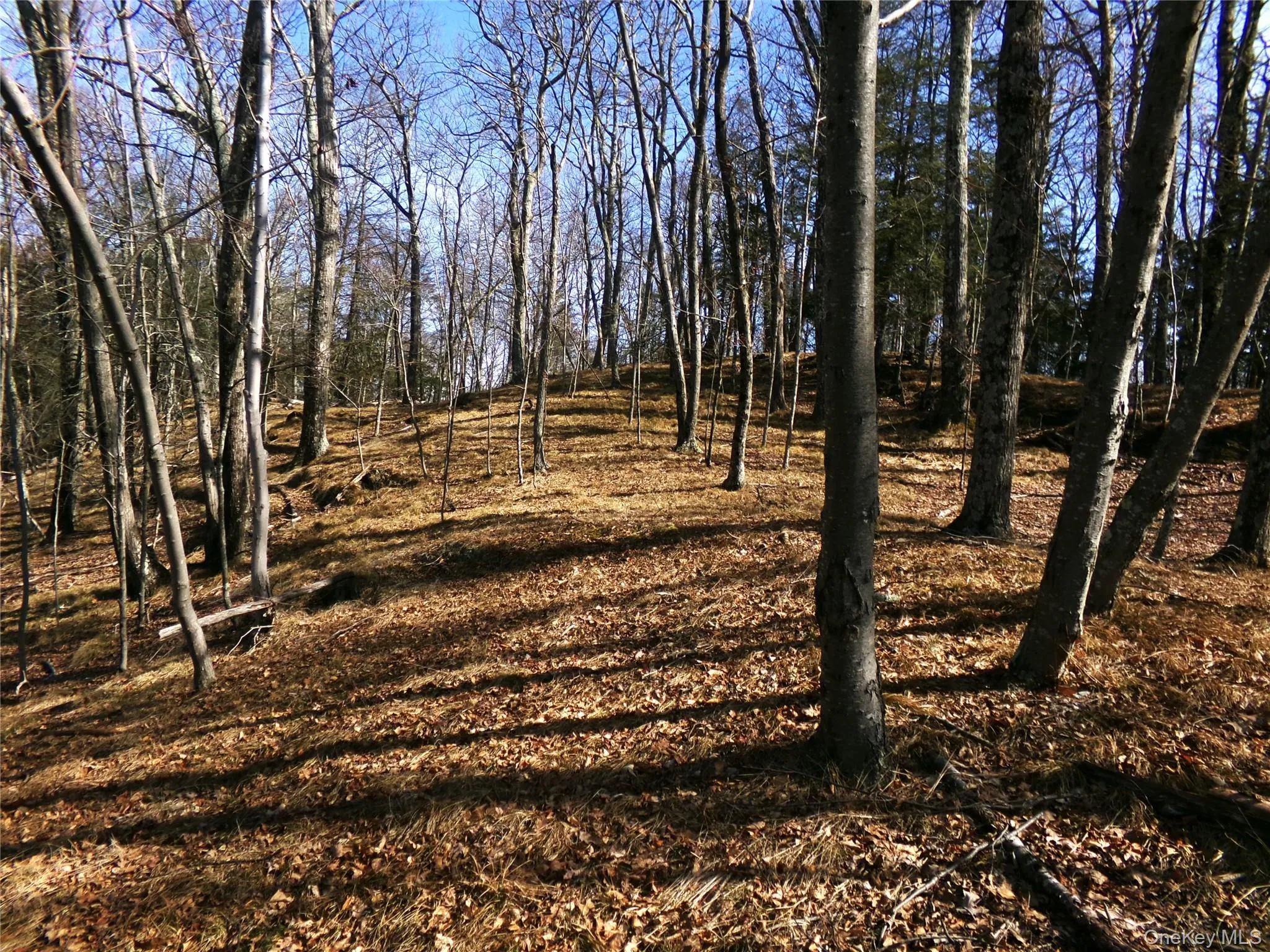 View of nature View of nature