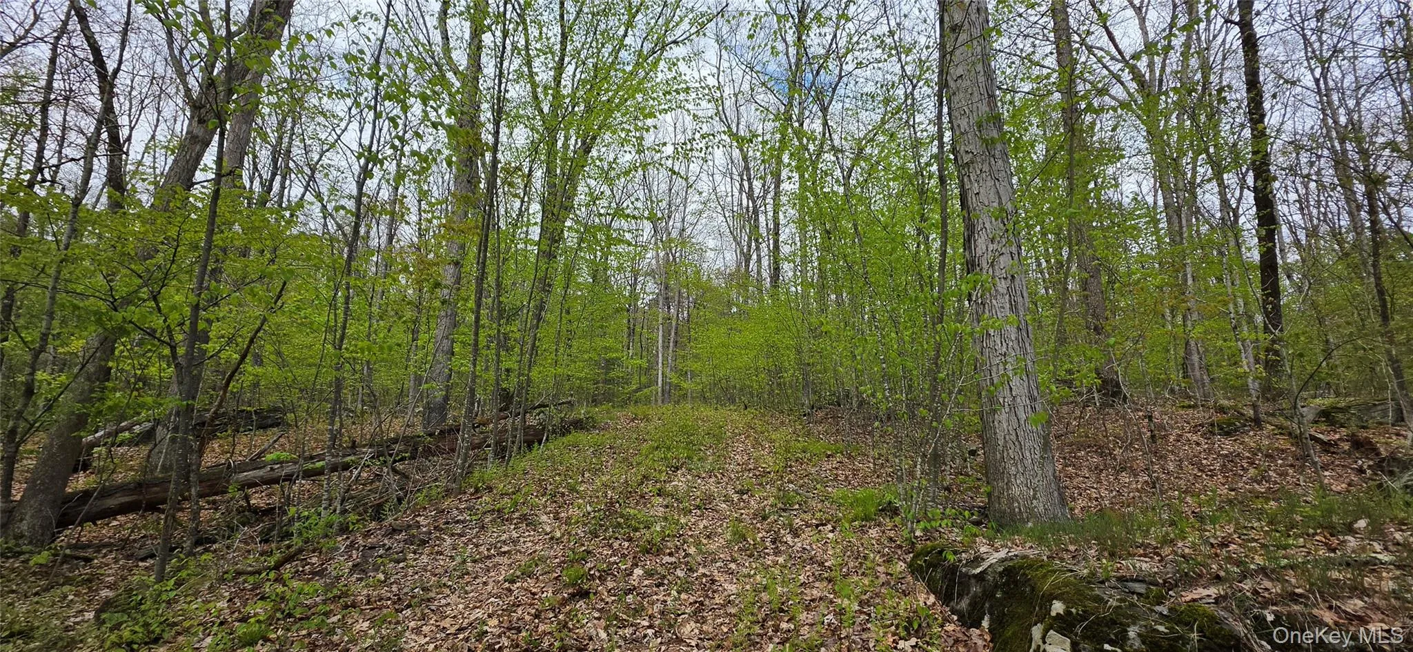 Lot 23.21 State Route 97, Tusten, NY, ,Land,For Rent,State Route 97,0,999844 Lot 23.21 State Route 97, Tusten, NY, ,Land,For Rent,State Route 97,0,999844