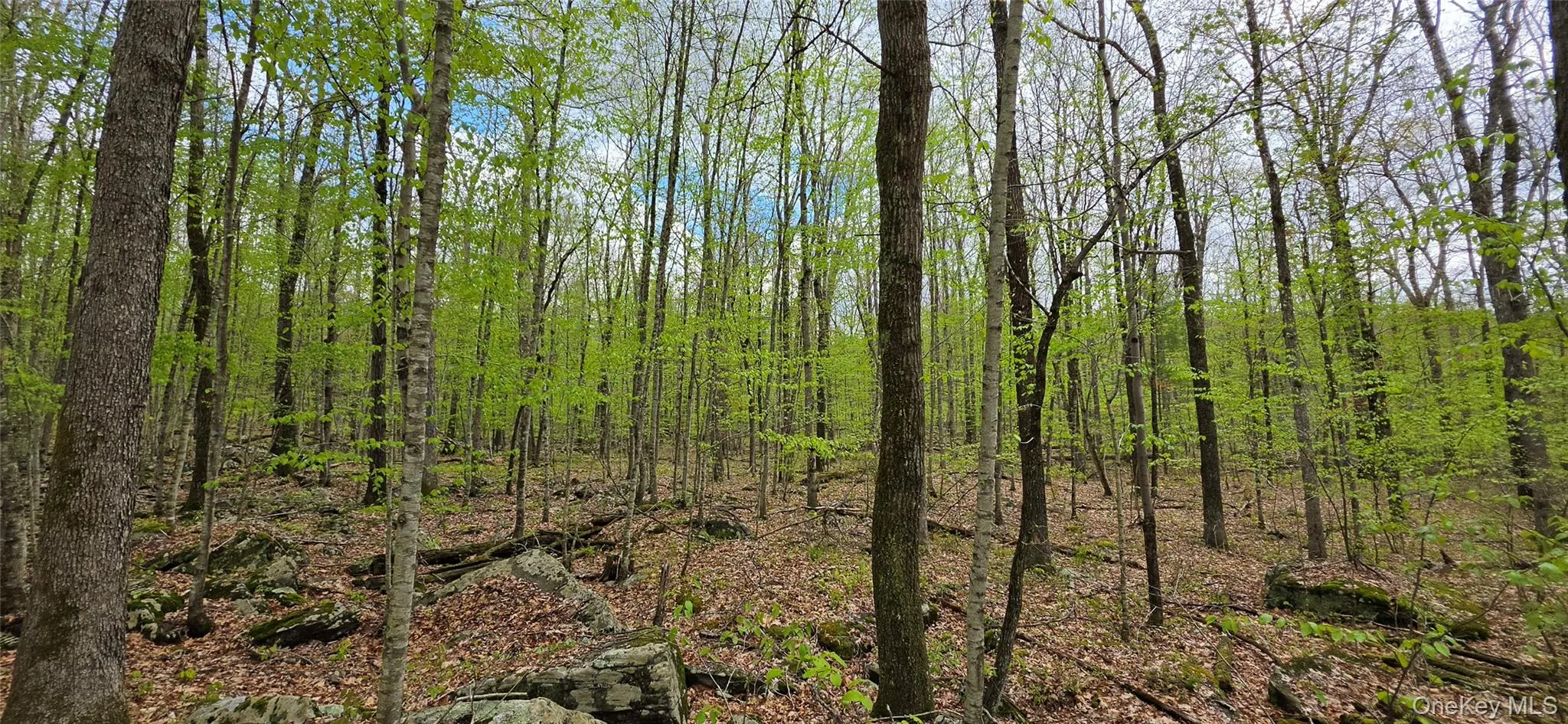 Lot 23.21 State Route 97, Tusten, NY, ,Land,For Rent,State Route 97,0,999844 Lot 23.21 State Route 97, Tusten, NY, ,Land,For Rent,State Route 97,0,999844