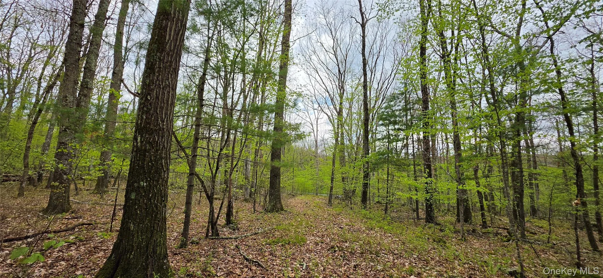 Lot 23.21 State Route 97, Tusten, NY, ,Land,For Rent,State Route 97,0,999844 Lot 23.21 State Route 97, Tusten, NY, ,Land,For Rent,State Route 97,0,999844