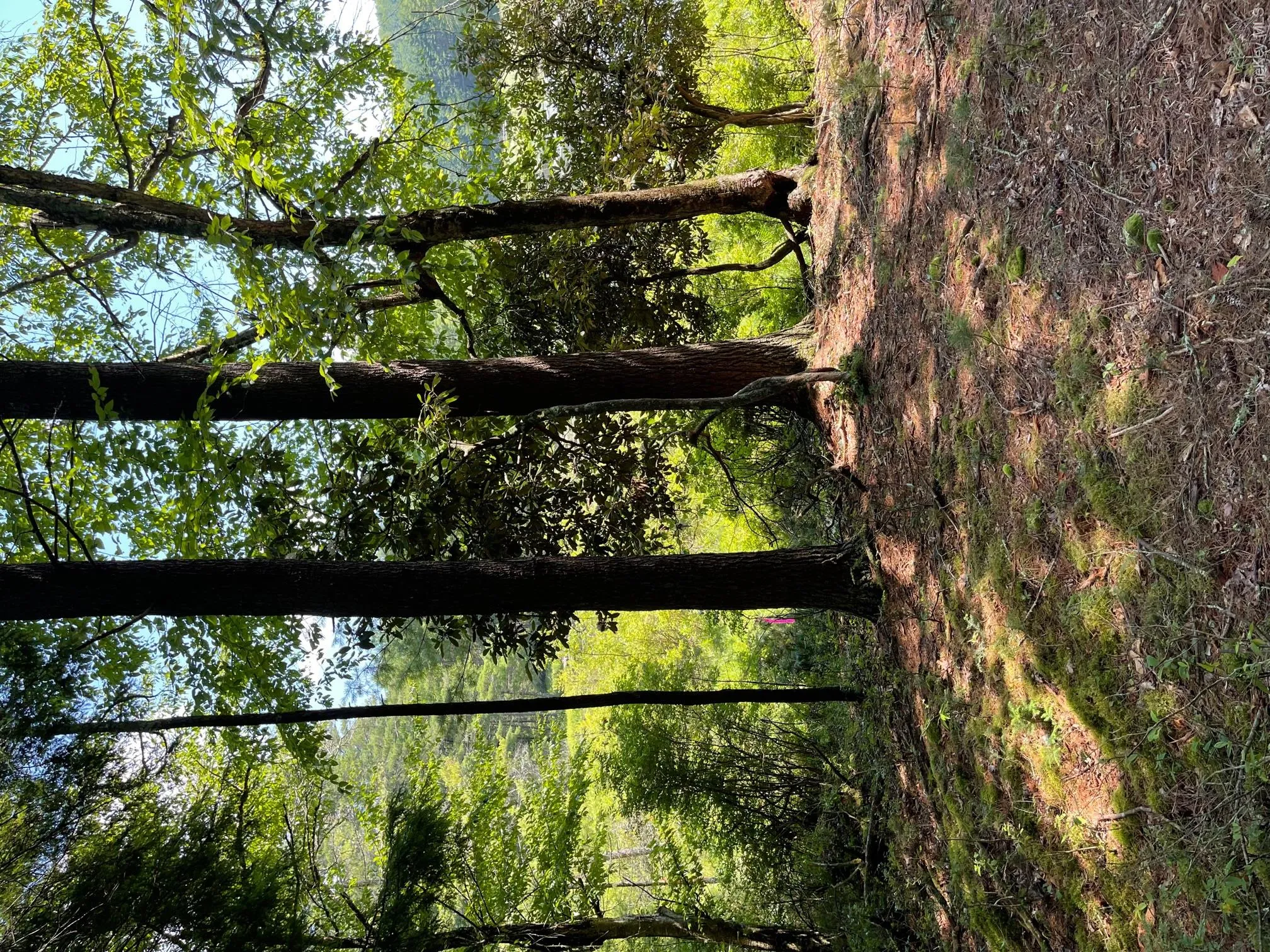 Lot 92 Mathias Weiden Drive, Tusten, NY, ,Land,For Rent,Mathias Weiden,0,000047 Lot 92 Mathias Weiden Drive, Tusten, NY, ,Land,For Rent,Mathias Weiden,0,000047