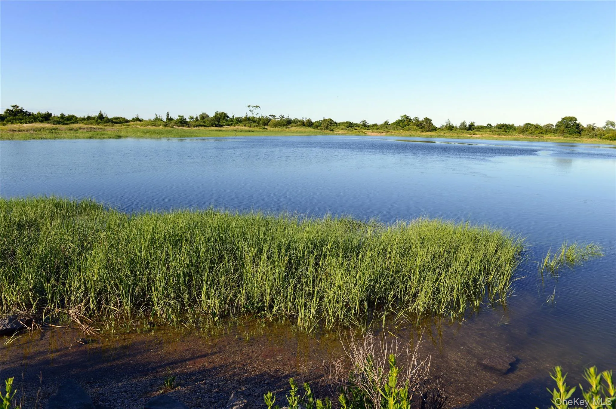 Marshlands Conservancy Marshlands Conservancy