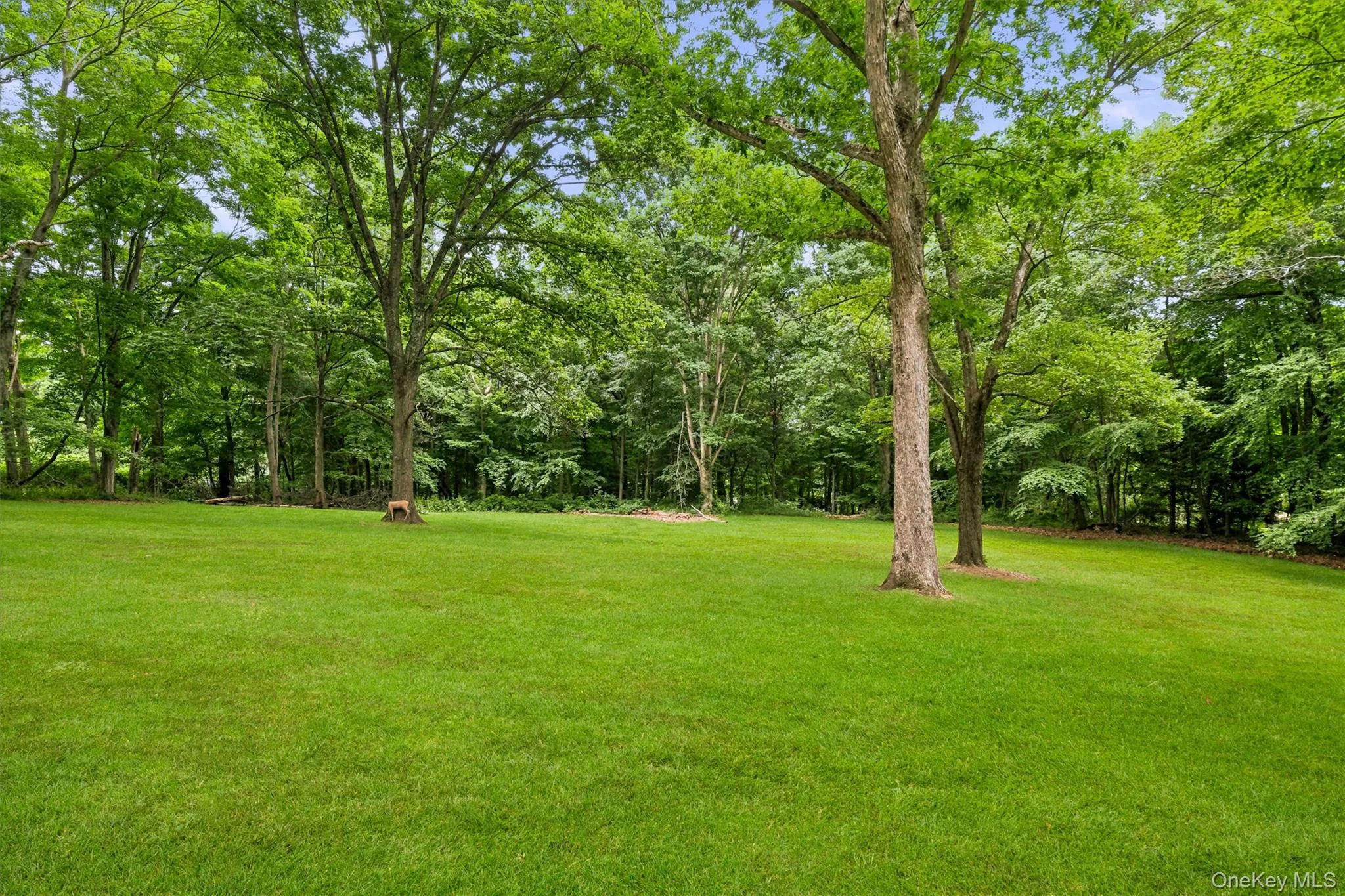 Expansive green lawn with mature trees Expansive green lawn with mature trees