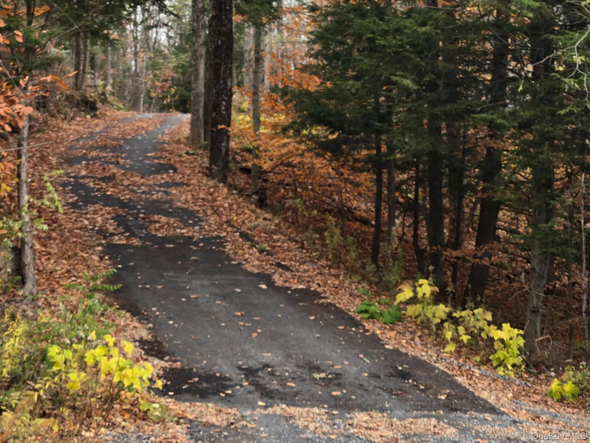 Paved driveway bordered by mature trees and natural foliage Paved driveway bordered by mature trees and natural foliage