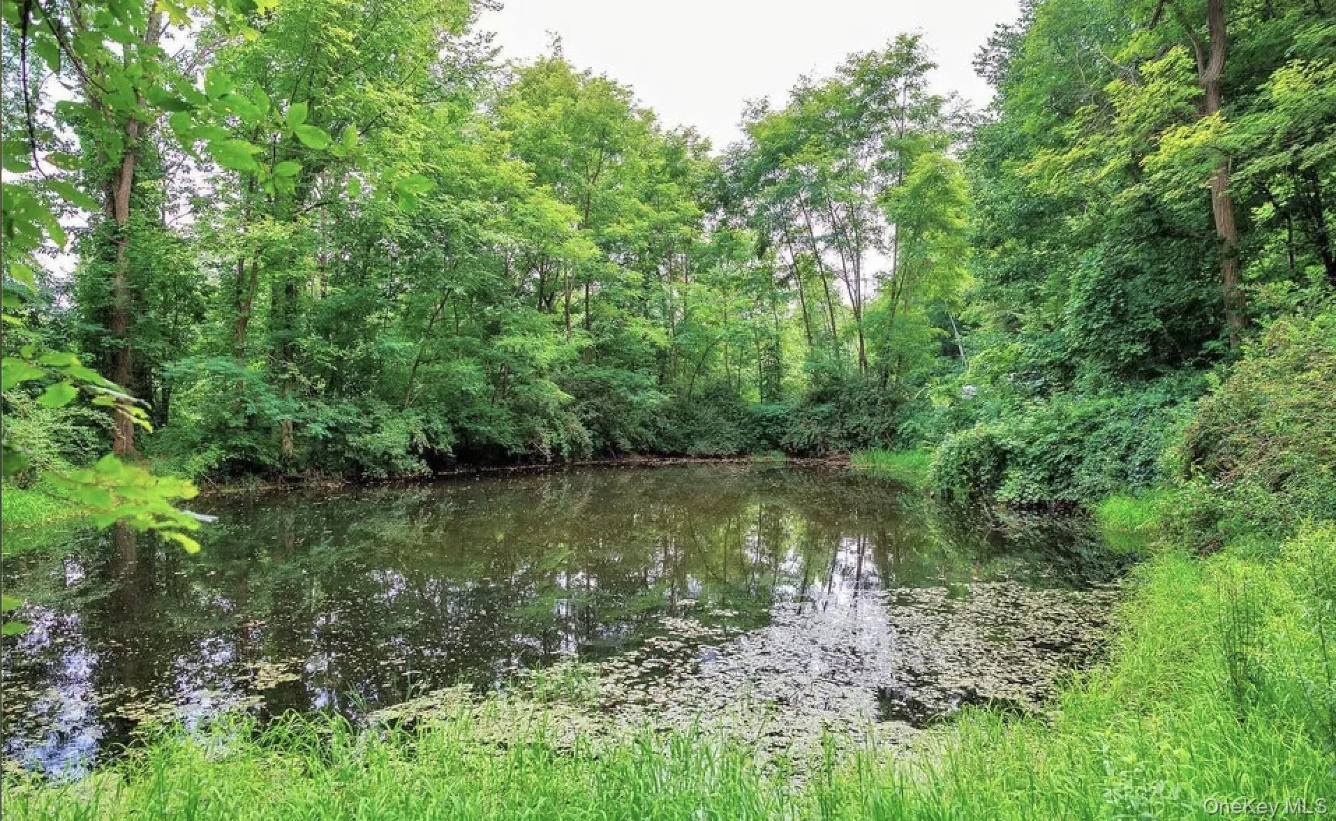 Natural water feature surrounded by dense, mature trees and varied green foliage Natural water feature surrounded by dense, mature trees and varied green foliage