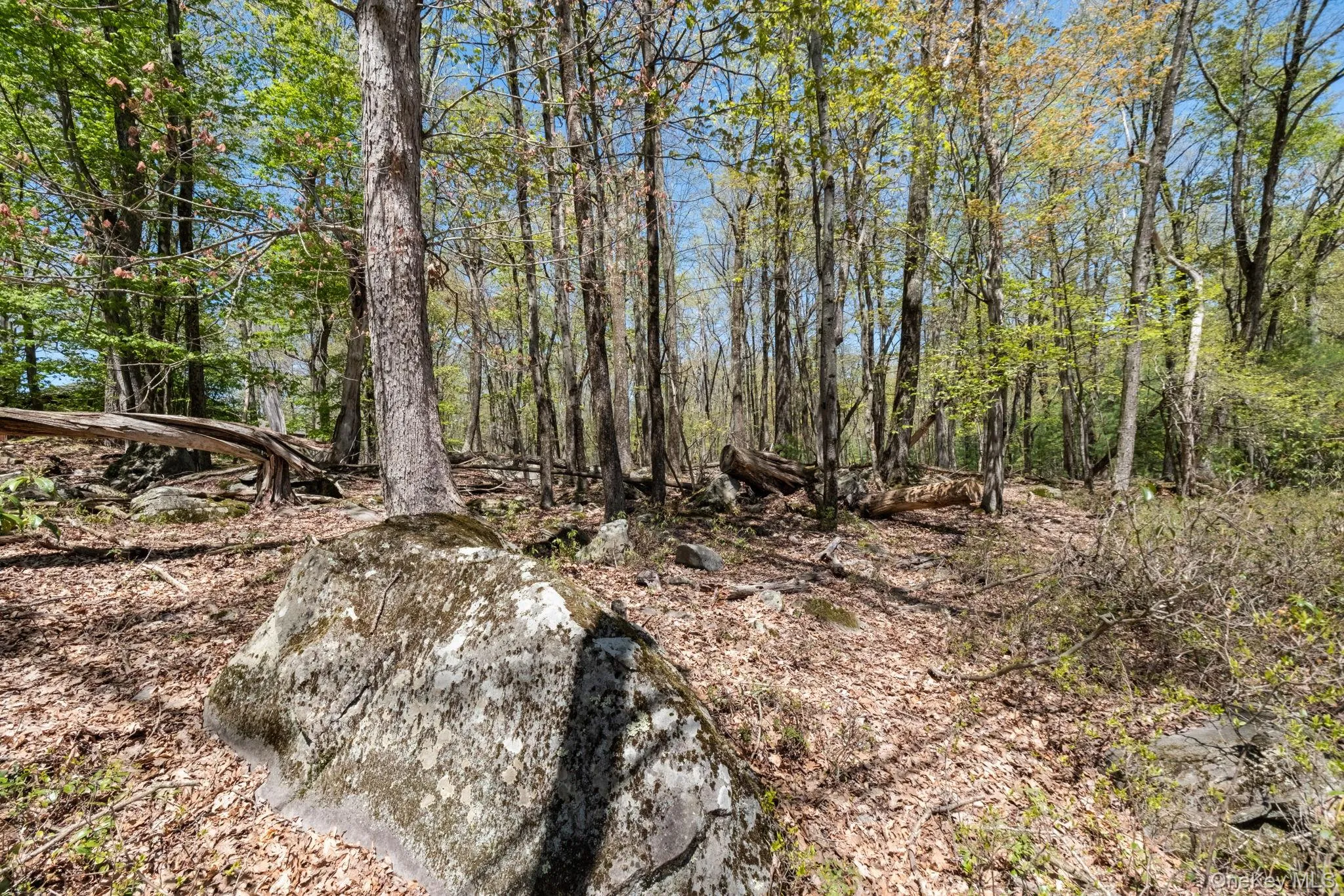 Wolf Pond Road, Mamakating, NY, ,Land,For Rent,Wolf Pond,0,1001089 Wolf Pond Road, Mamakating, NY, ,Land,For Rent,Wolf Pond,0,1001089