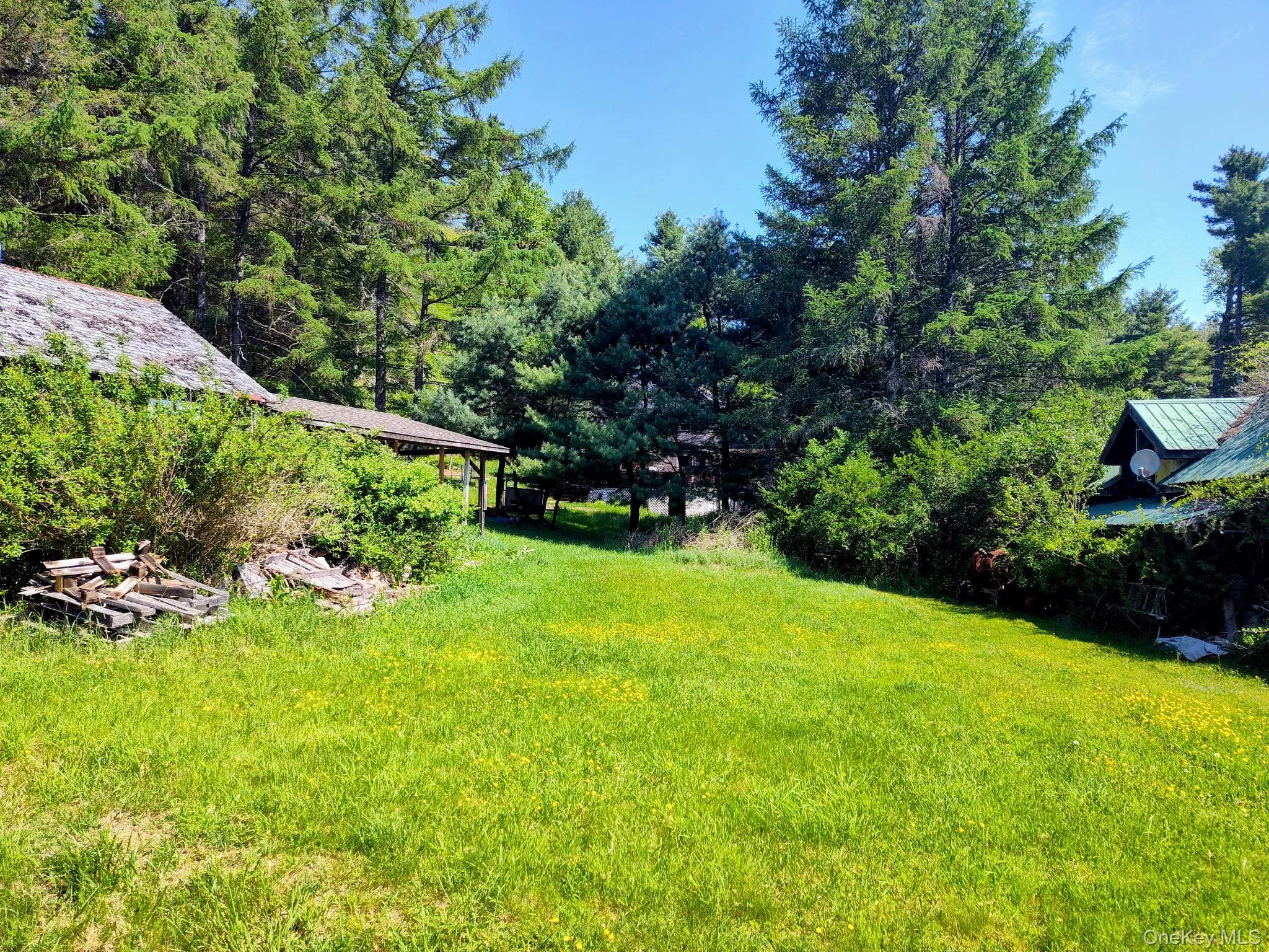 Expansive grassy yard area with mature evergreen trees and additional foliage Expansive grassy yard area with mature evergreen trees and additional foliage