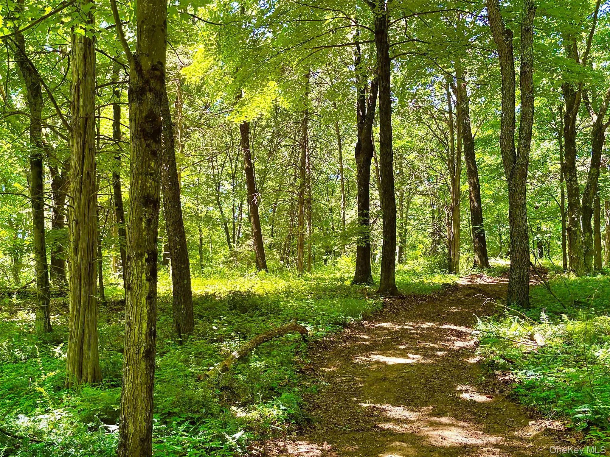 Trail through the woods Trail through the woods