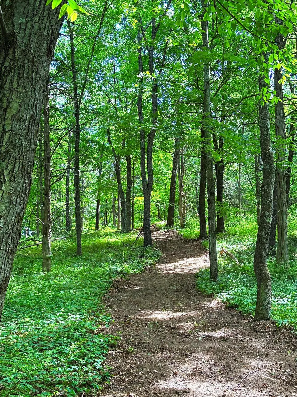 Wooded path on this special property Wooded path on this special property