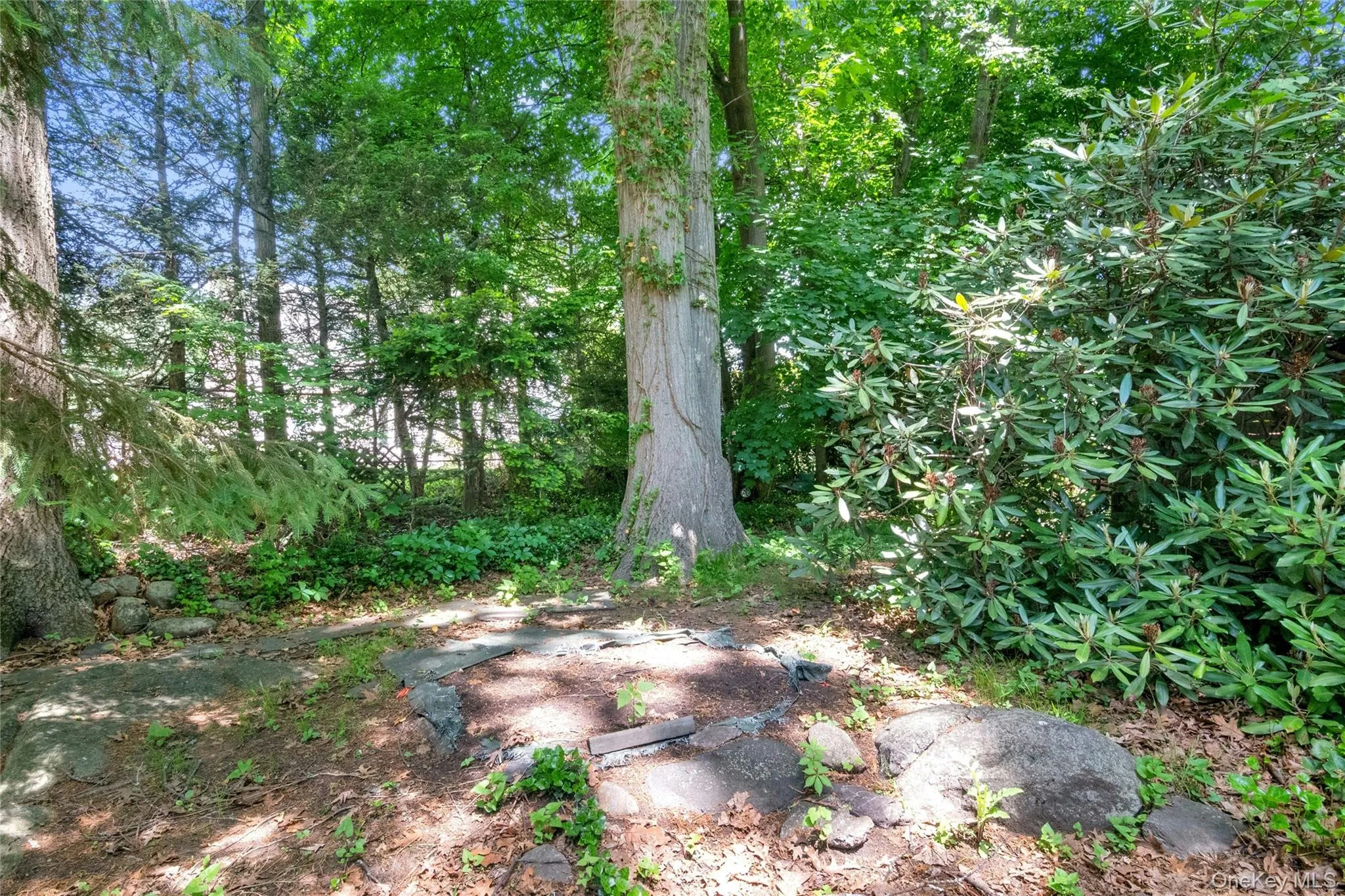 Mature trees Mature trees