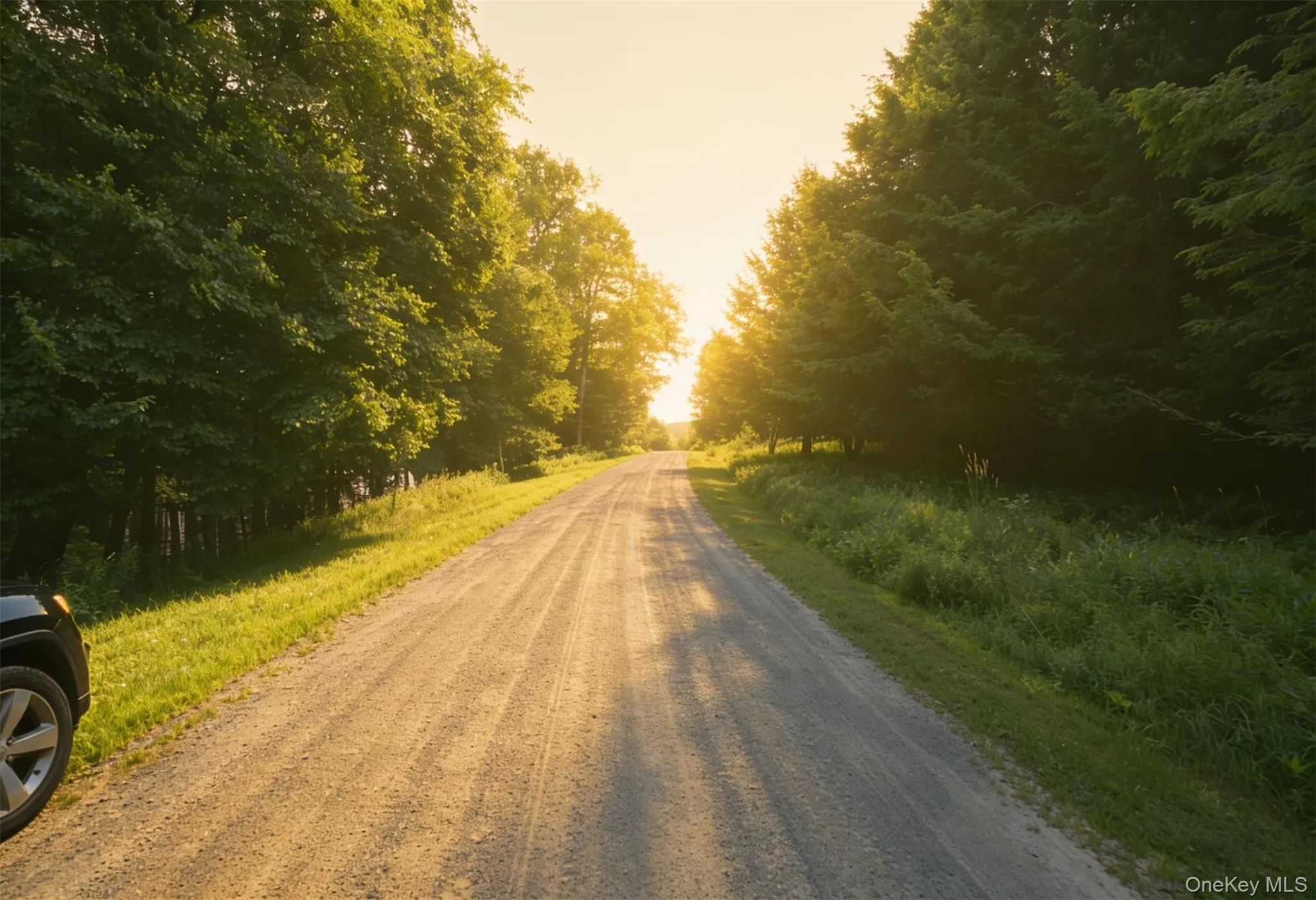 Gravel road surrounded by lush green foliage and mature trees Gravel road surrounded by lush green foliage and mature trees