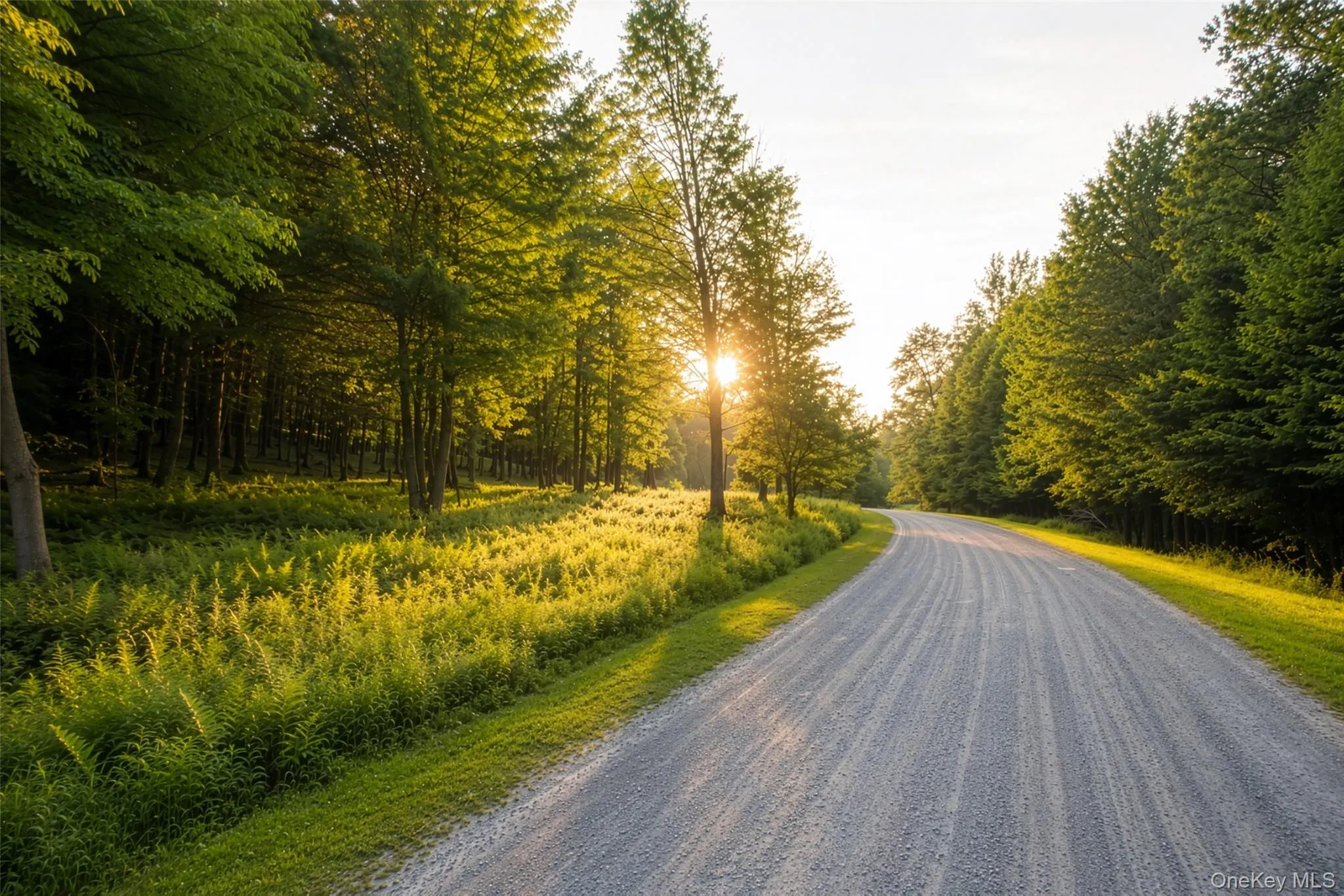 Gravel road framed by mature trees and lush green undergrowth Gravel road framed by mature trees and lush green undergrowth