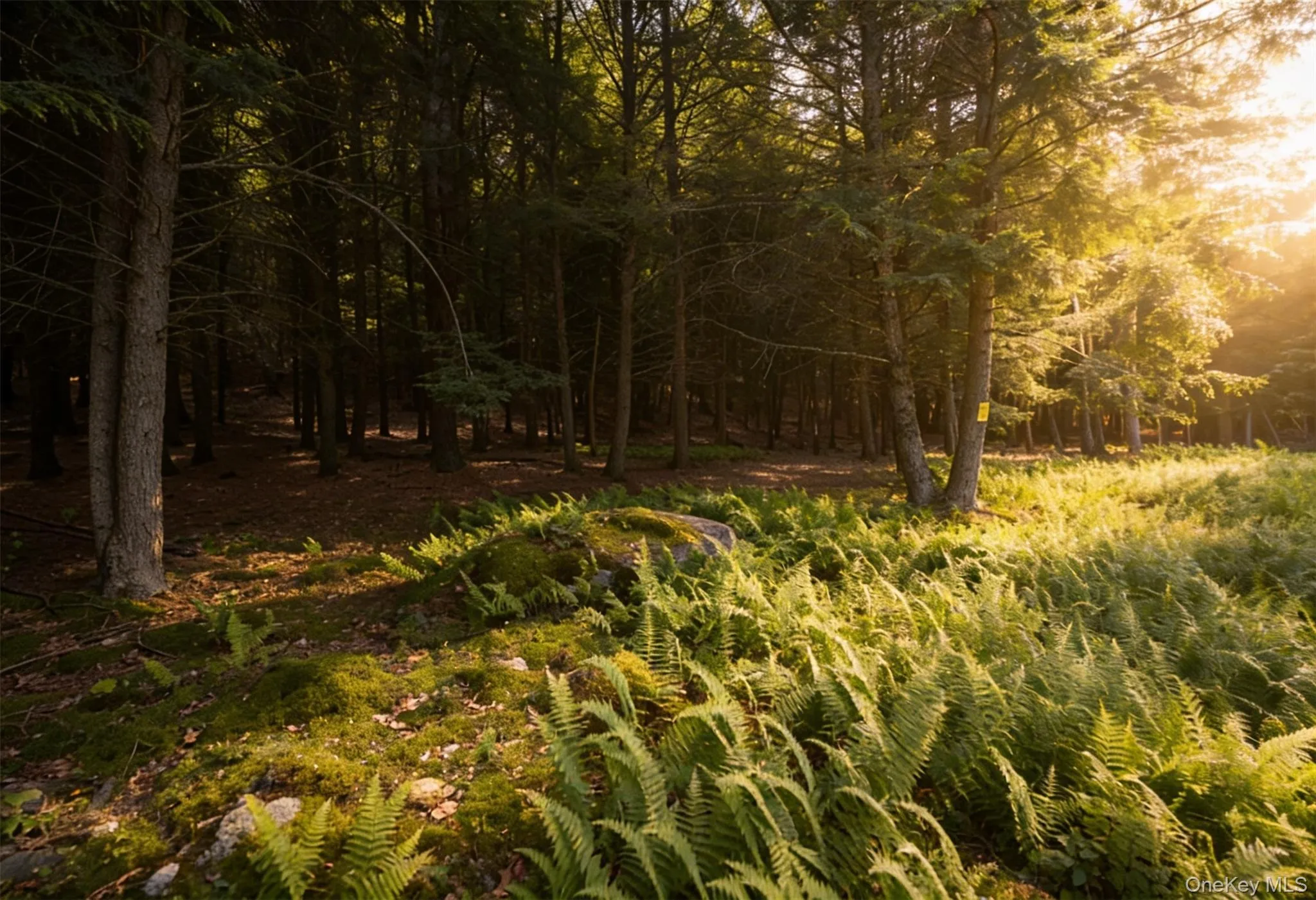 Wooded property featuring mature trees and lush groundcover Wooded property featuring mature trees and lush groundcover