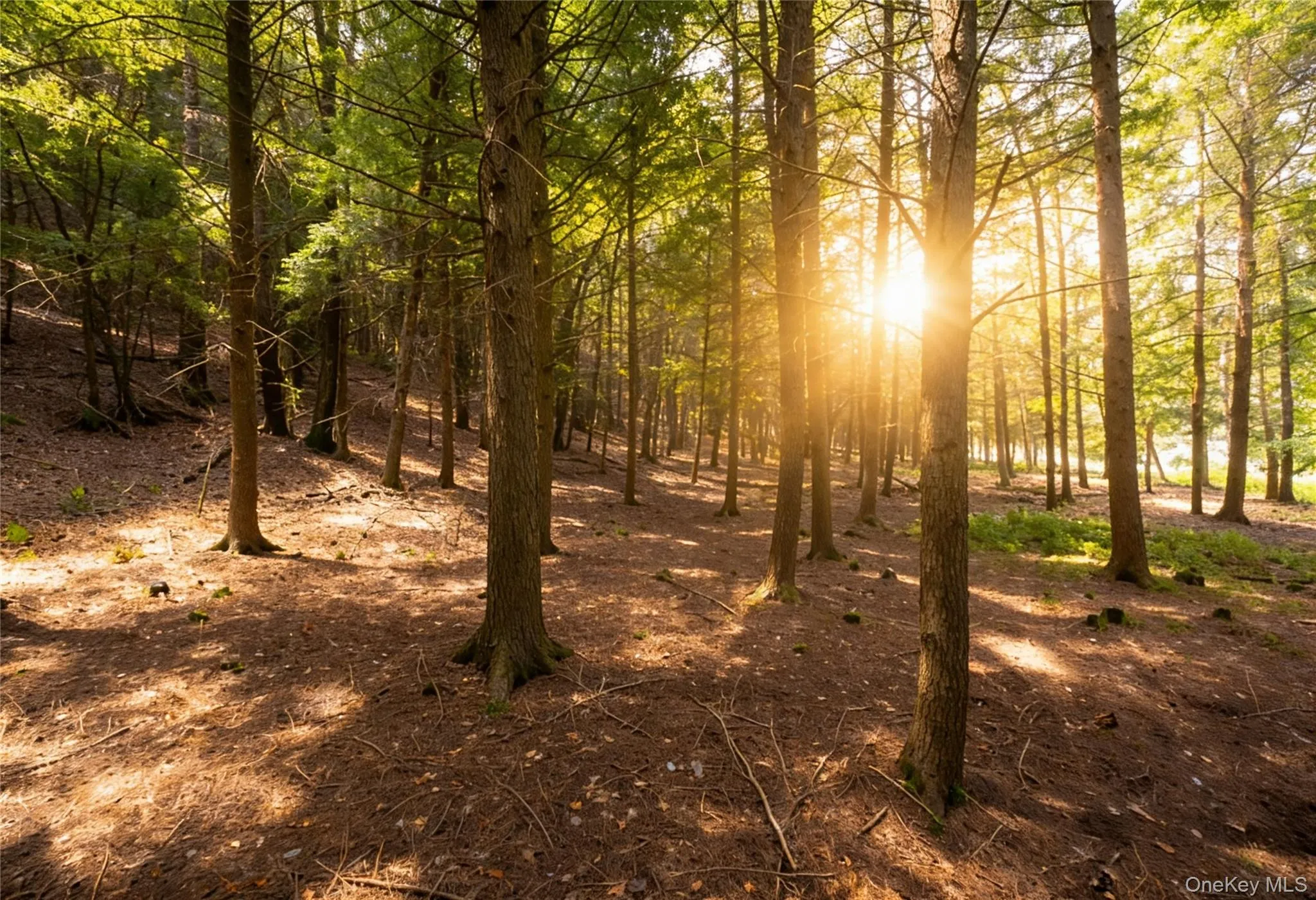 Mature wooded lot featuring numerous evergreen trees and natural ground cover Mature wooded lot featuring numerous evergreen trees and natural ground cover