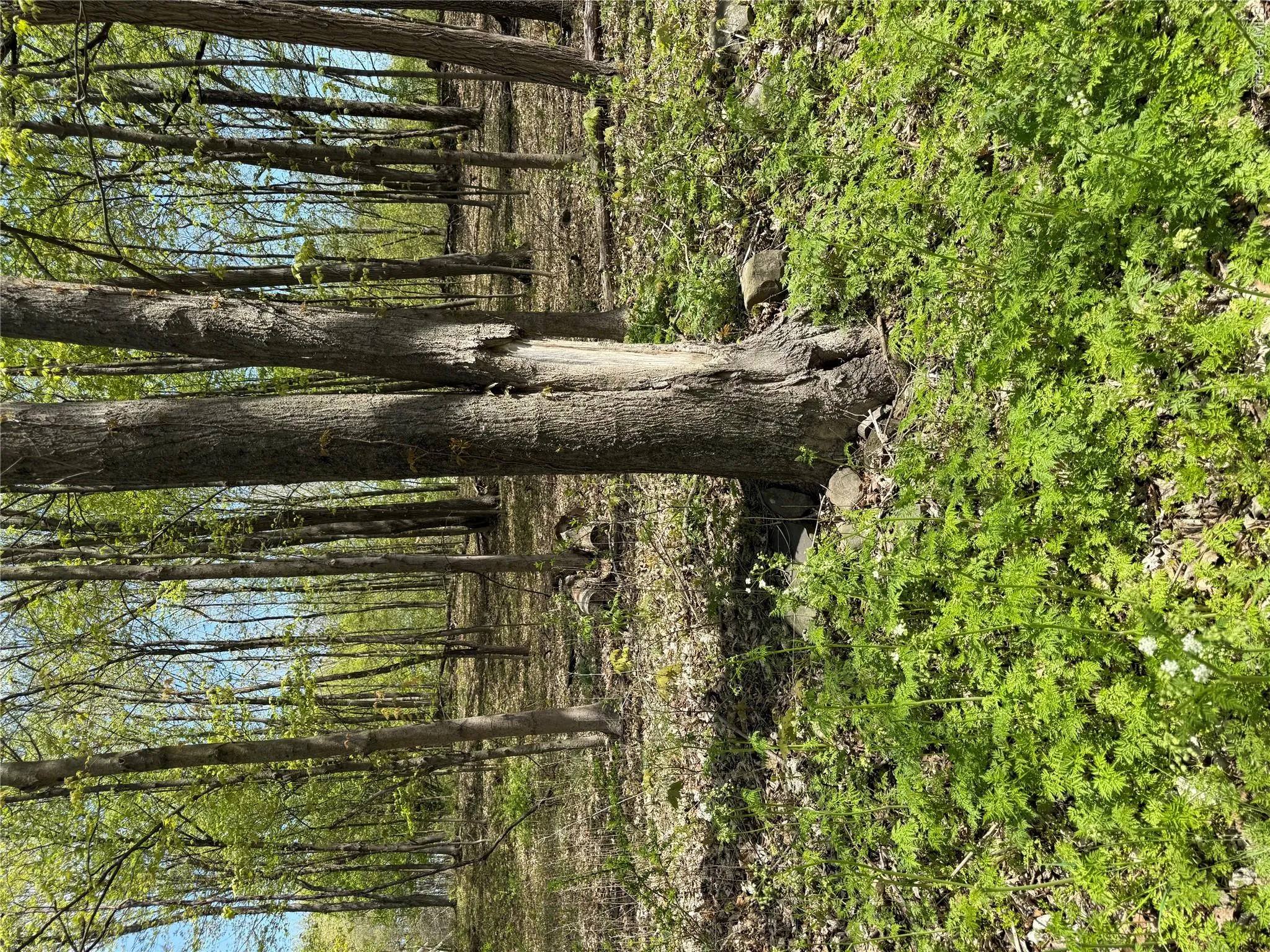 120 Floyd Ackert Road, Esopus, NY, ,Land,For Rent,Floyd Ackert,0,1002546 120 Floyd Ackert Road, Esopus, NY, ,Land,For Rent,Floyd Ackert,0,1002546