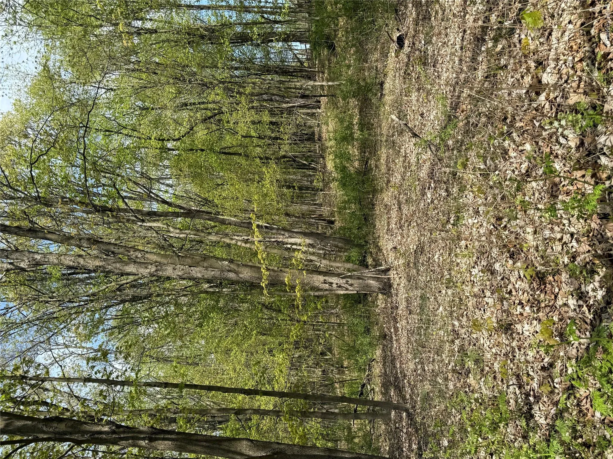 View of nature with a view of trees View of nature with a view of trees
