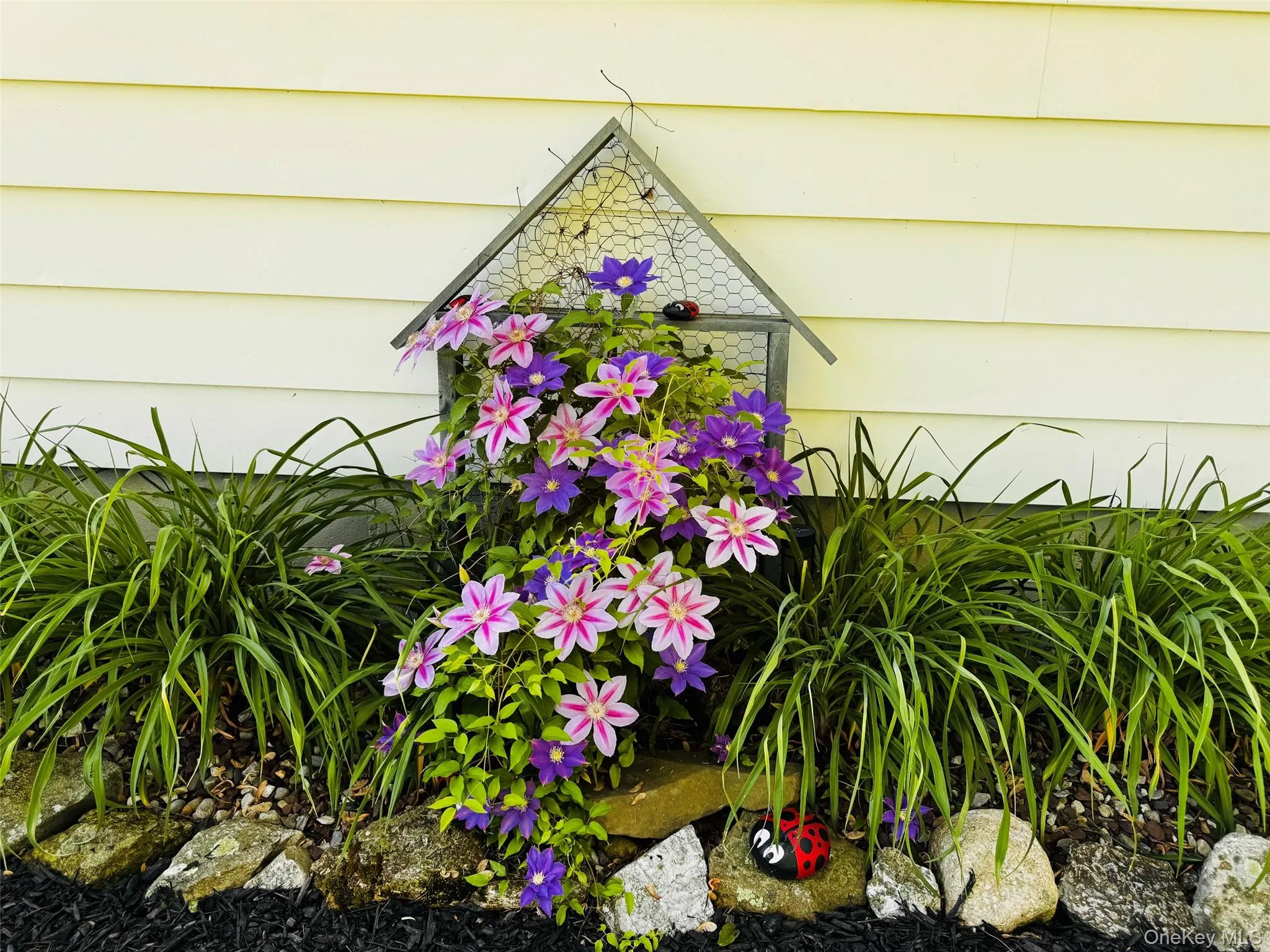Clematis vines Clematis vines
