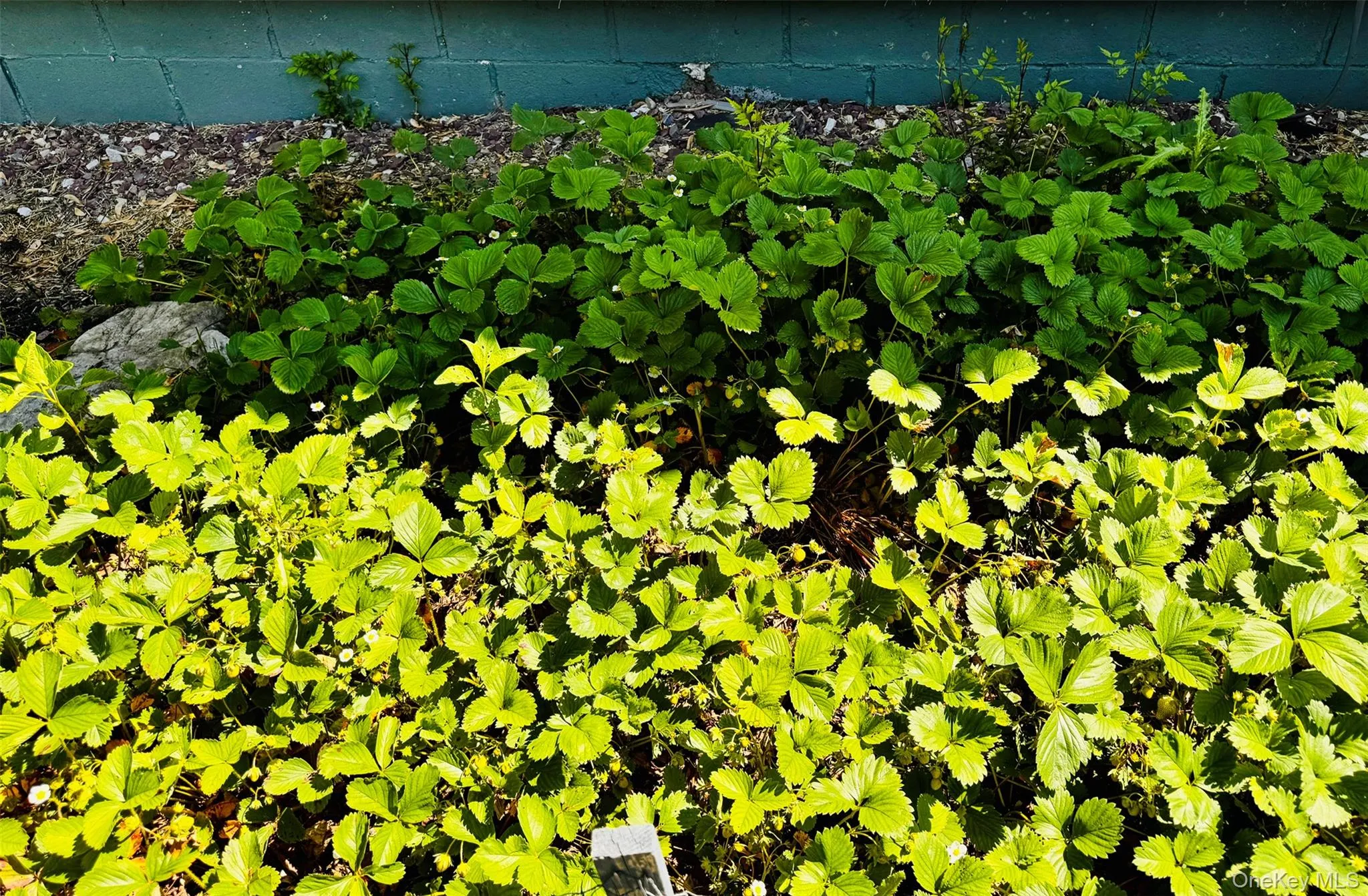 Strawberry Patch Strawberry Patch