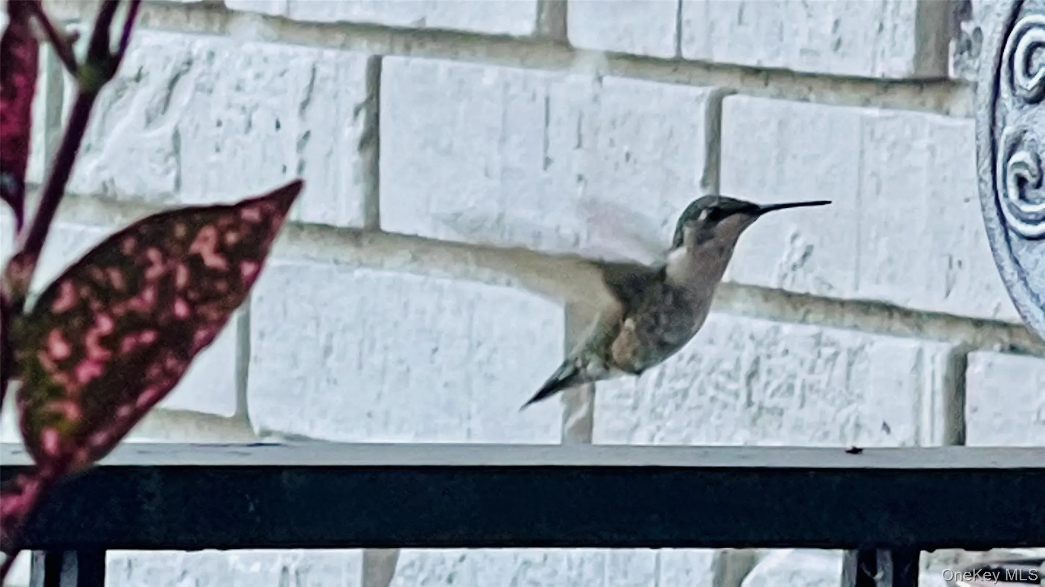 Humming Bird visit Humming Bird visit