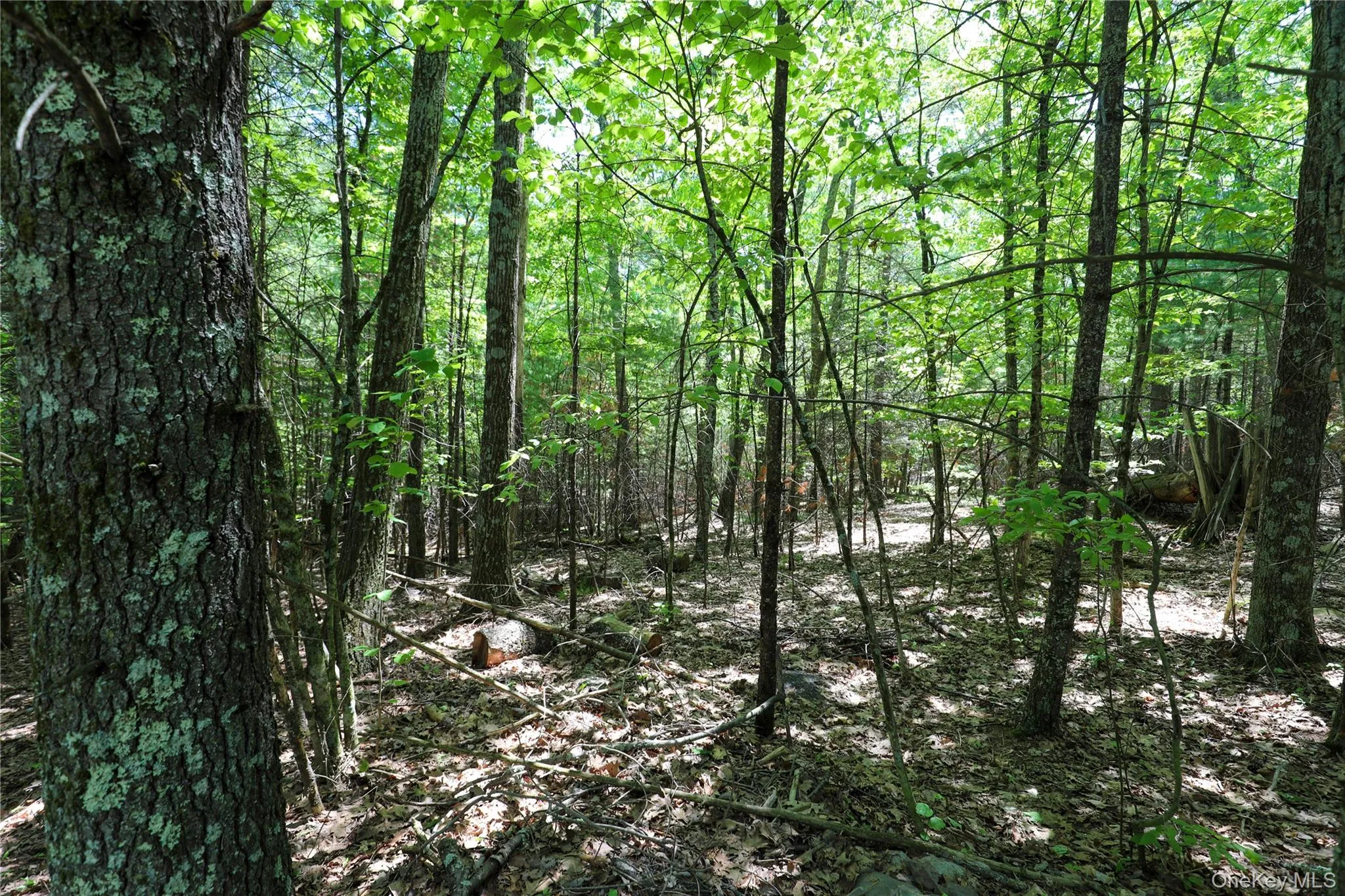 TBD Bristol Hill Road, Hurley, NY, ,Land,For Rent,Bristol Hill,0,1002769 TBD Bristol Hill Road, Hurley, NY, ,Land,For Rent,Bristol Hill,0,1002769