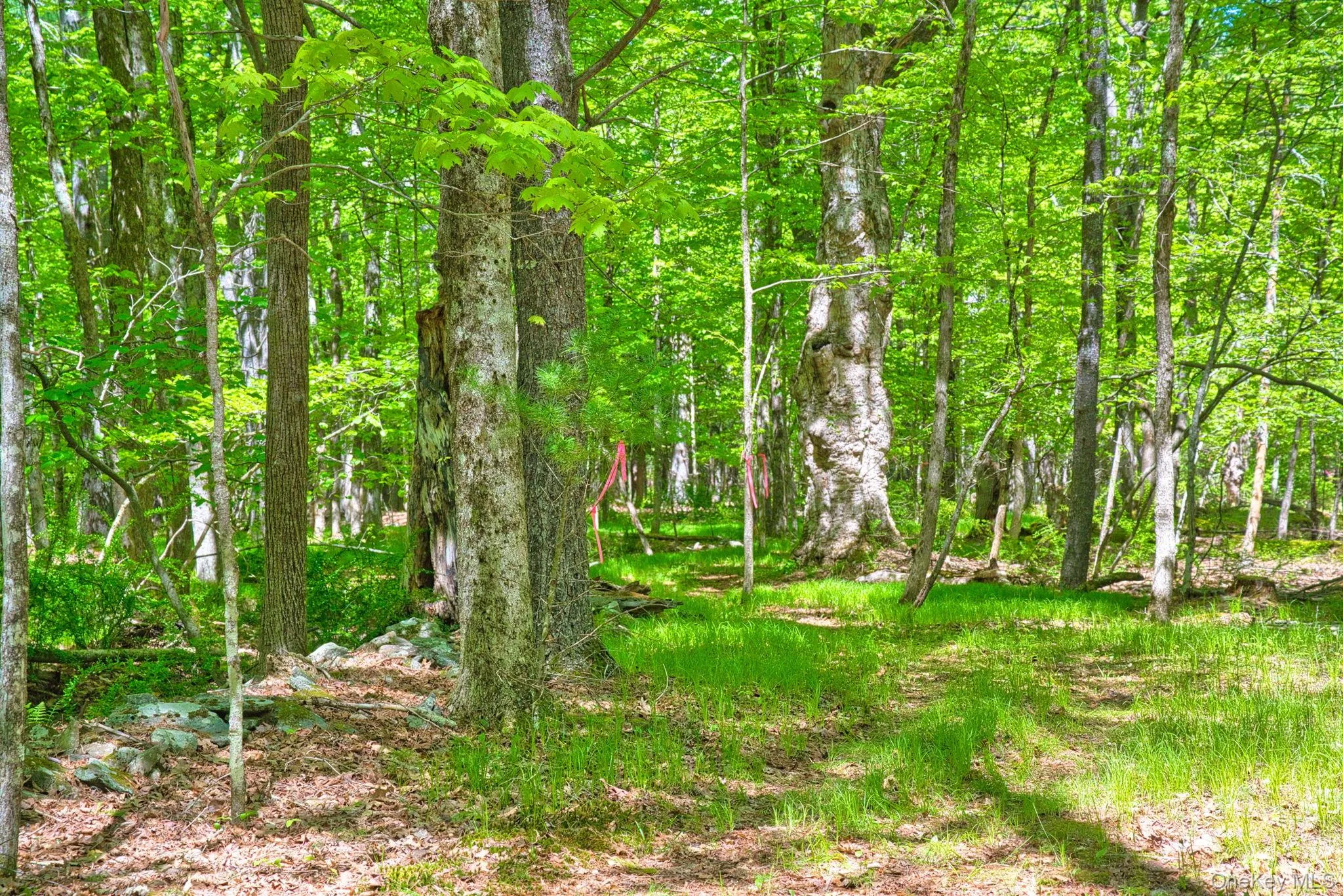 334 Yerry Hill Road, Woodstock, NY, ,Land,For Rent,Yerry Hill,0,1002847 334 Yerry Hill Road, Woodstock, NY, ,Land,For Rent,Yerry Hill,0,1002847