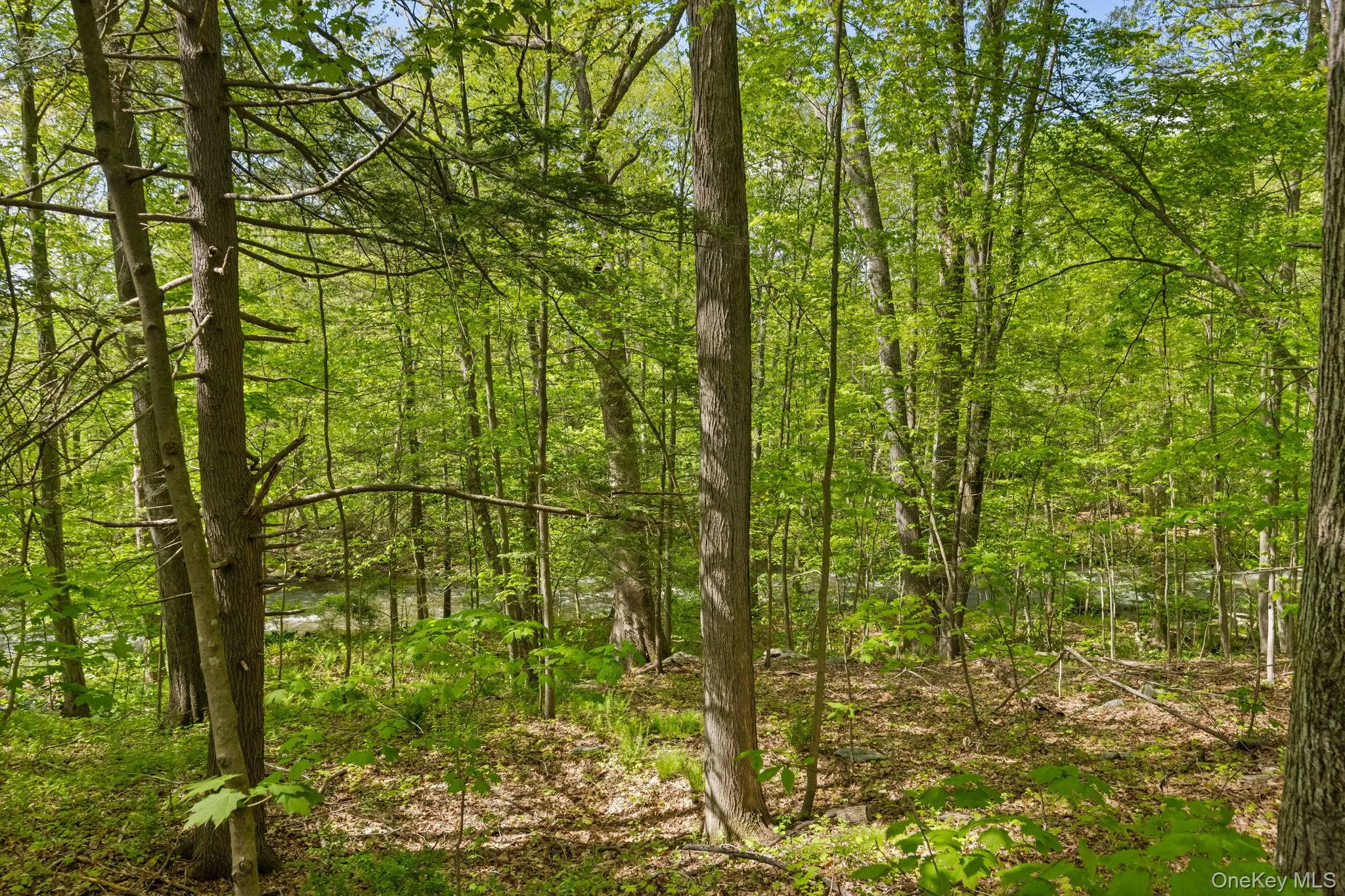 View of woods View of woods