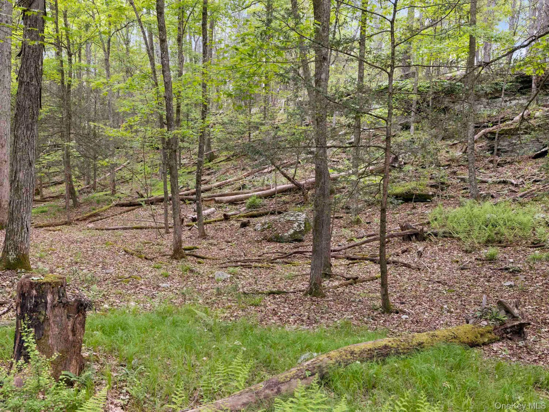 Wooded terrain Wooded terrain