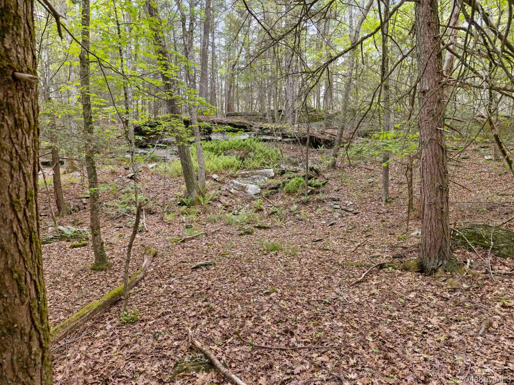Wooded Terrain Wooded Terrain