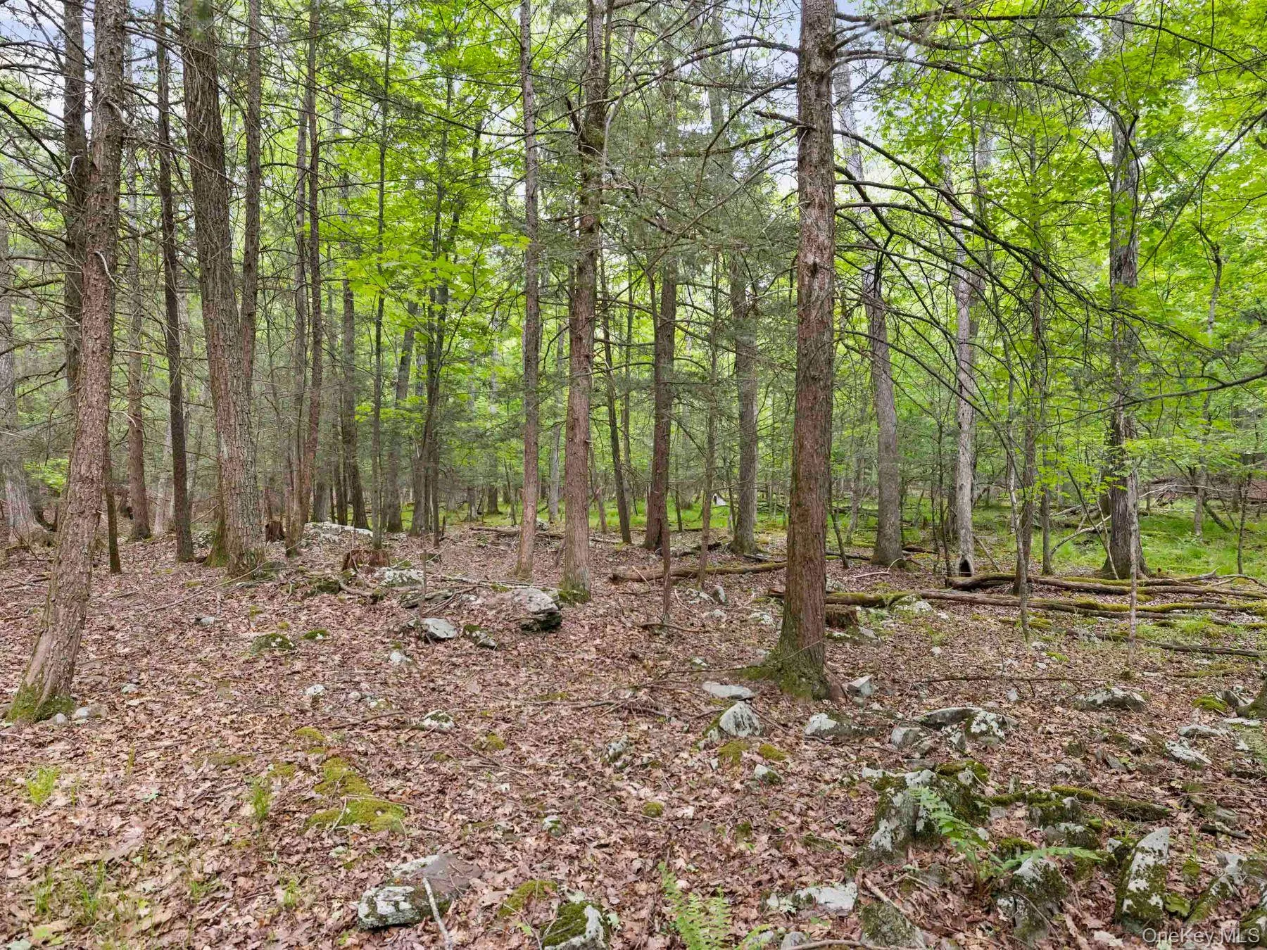 Wooded terrain Wooded terrain