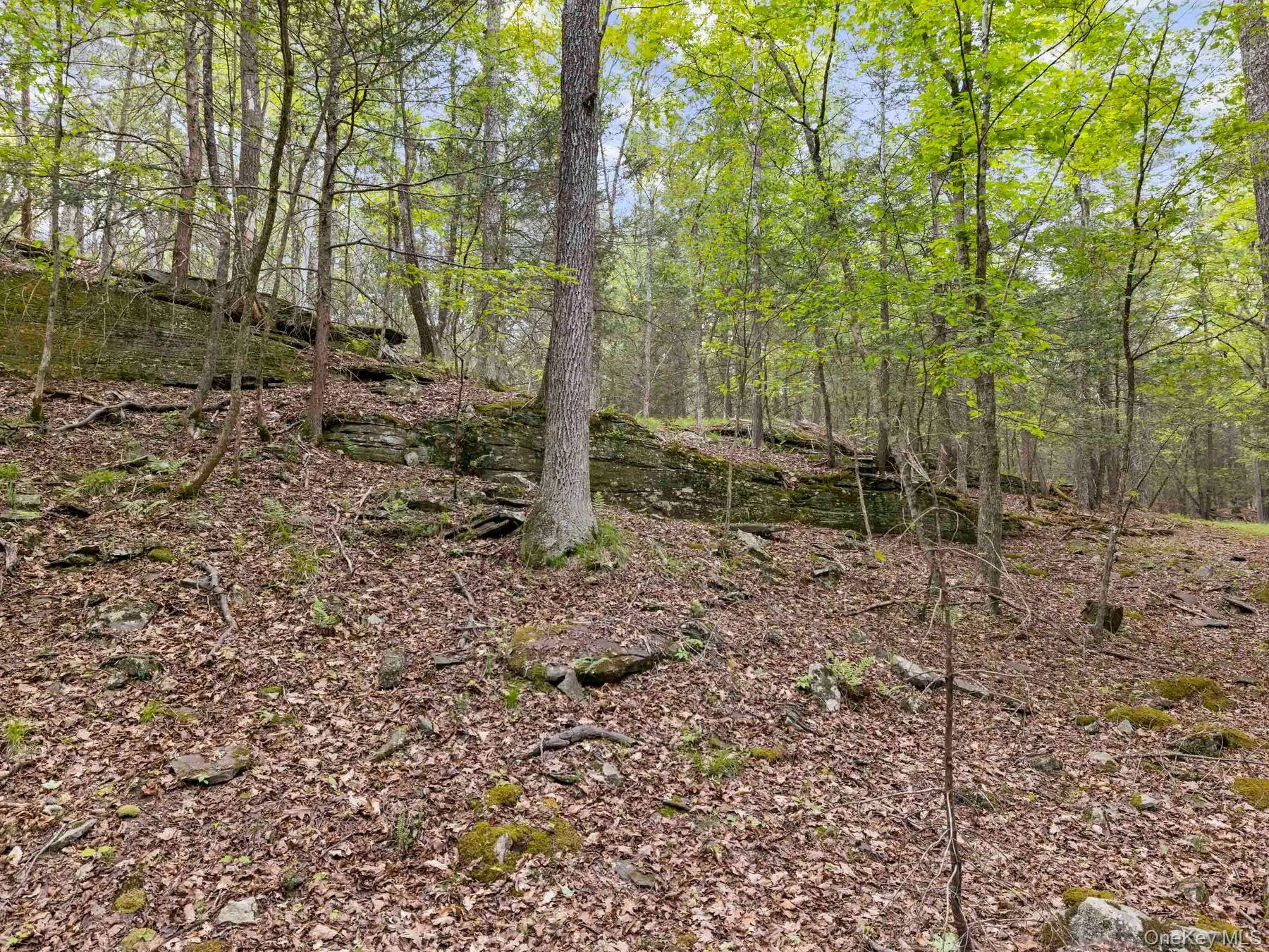 Wooded terrain Wooded terrain