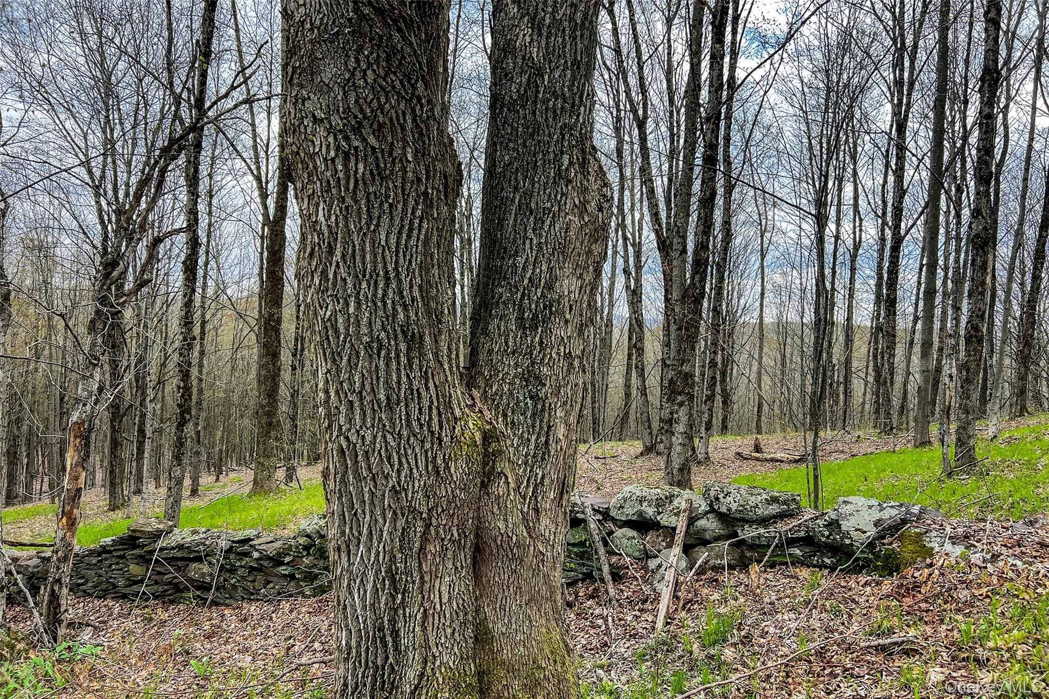 0 Brownell Road, Kortright, NY, ,Land,For Rent,Brownell,0,1003122 0 Brownell Road, Kortright, NY, ,Land,For Rent,Brownell,0,1003122