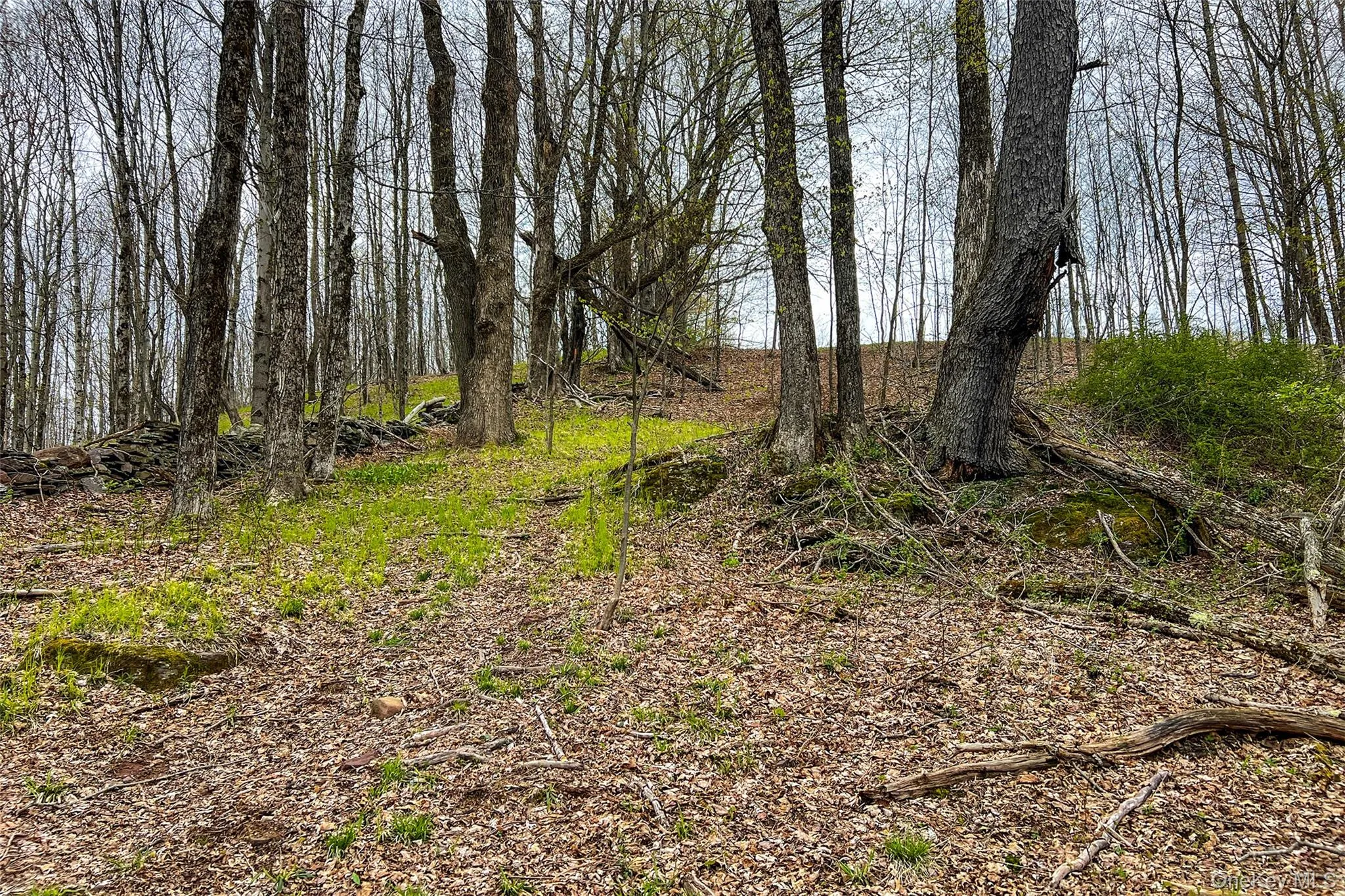 0 Brownell Road, Kortright, NY, ,Land,For Rent,Brownell,0,1003122 0 Brownell Road, Kortright, NY, ,Land,For Rent,Brownell,0,1003122