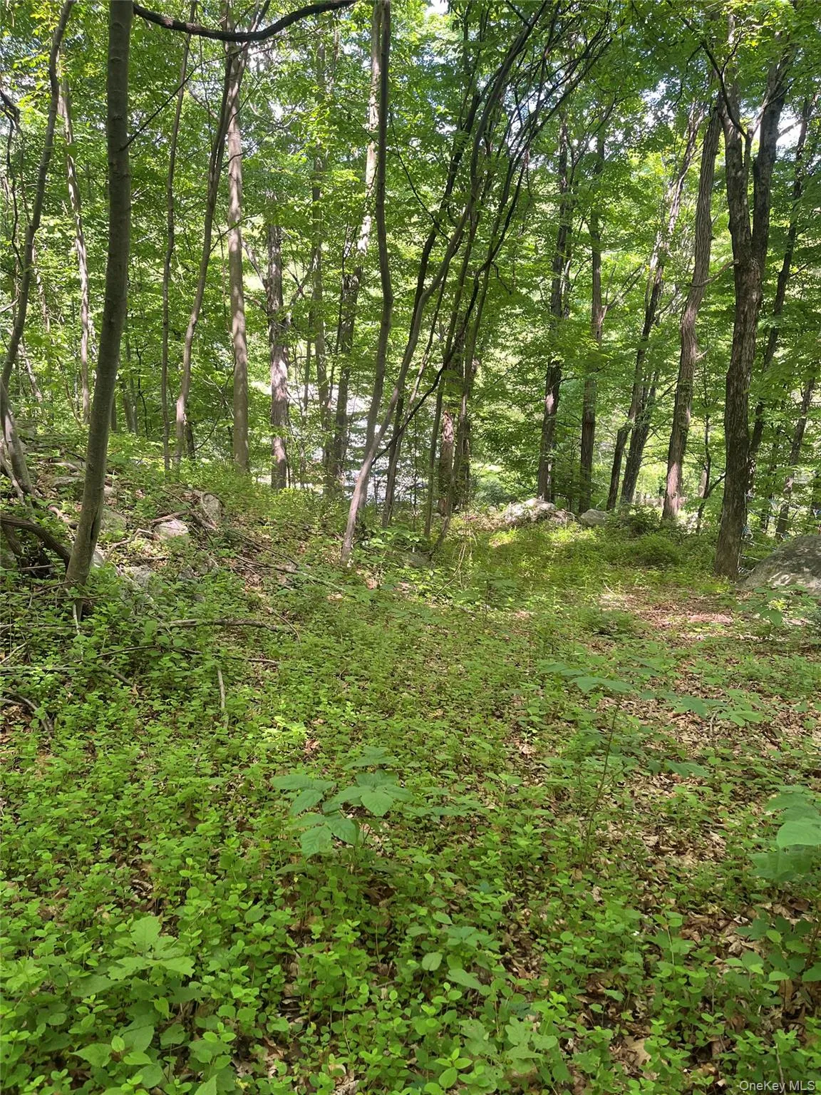 View of tree filled area where your new home can sit View of tree filled area where your new home can sit