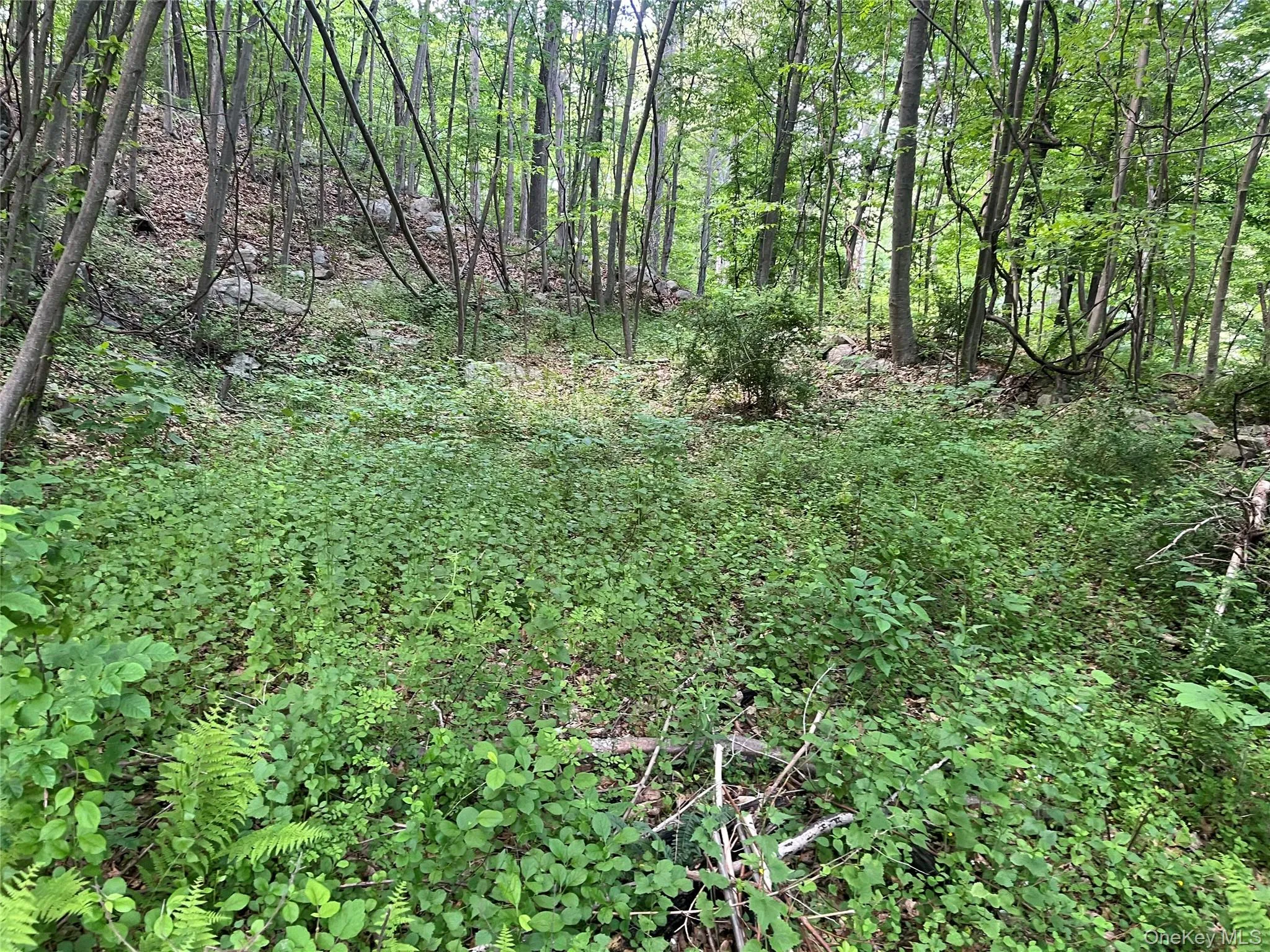 View of wooded area View of wooded area
