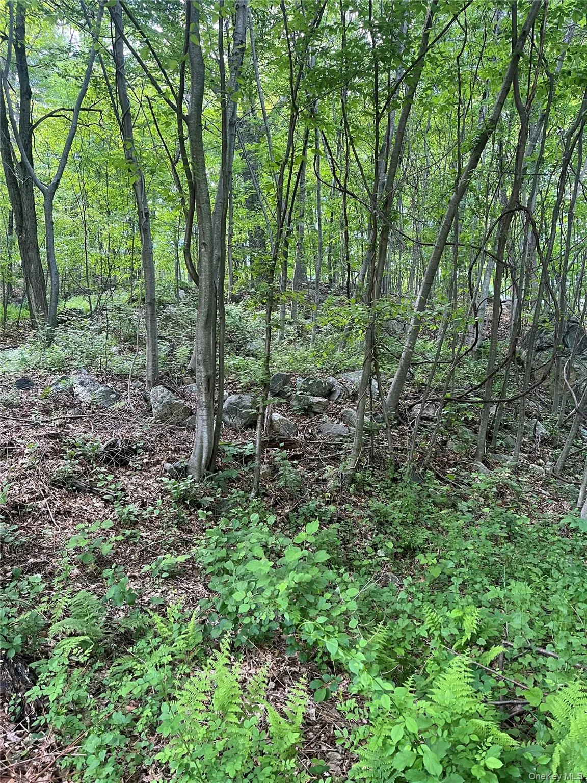 View of wooded area View of wooded area