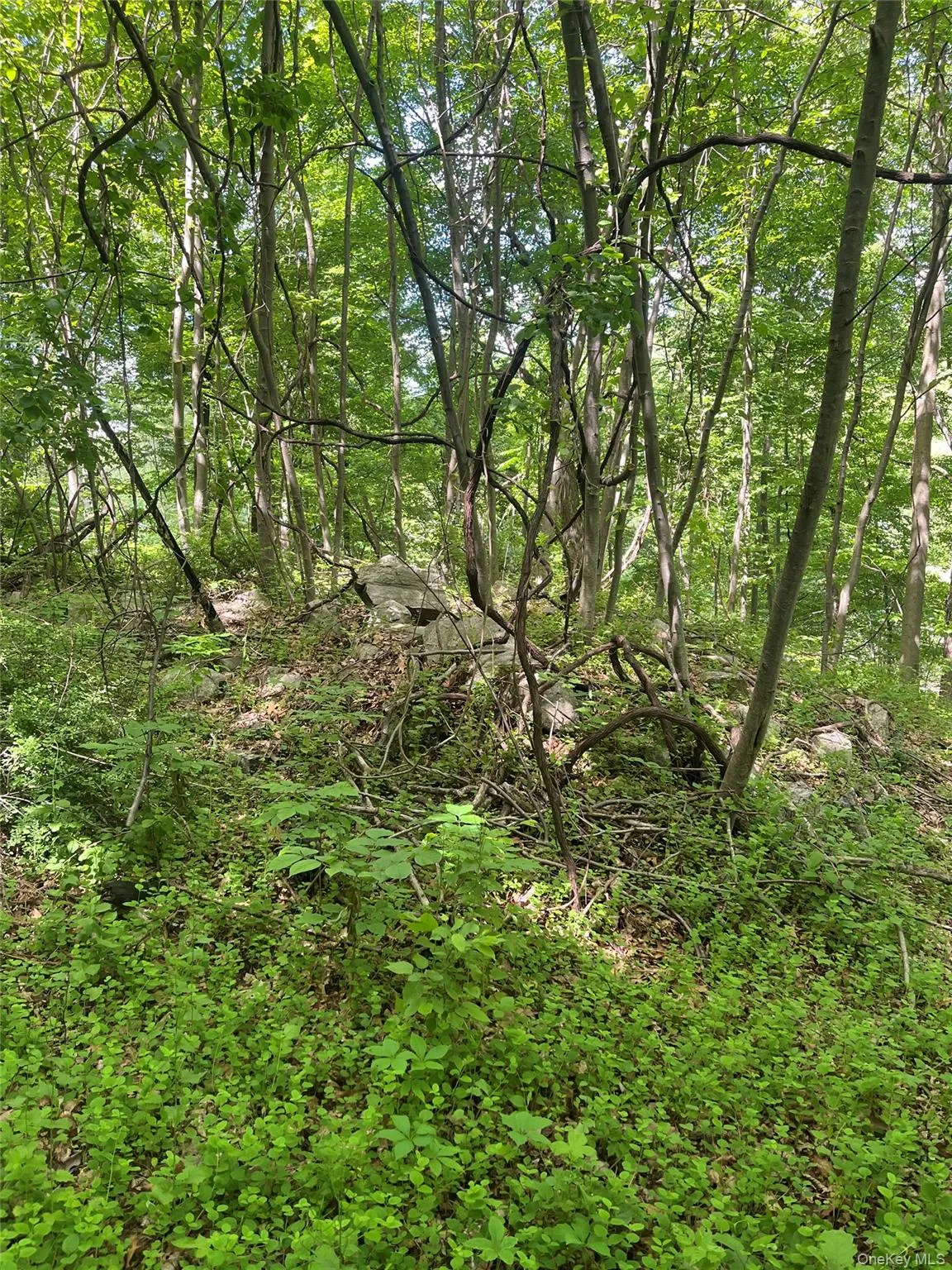 Another view of tree filled area- possible building site Another view of tree filled area- possible building site