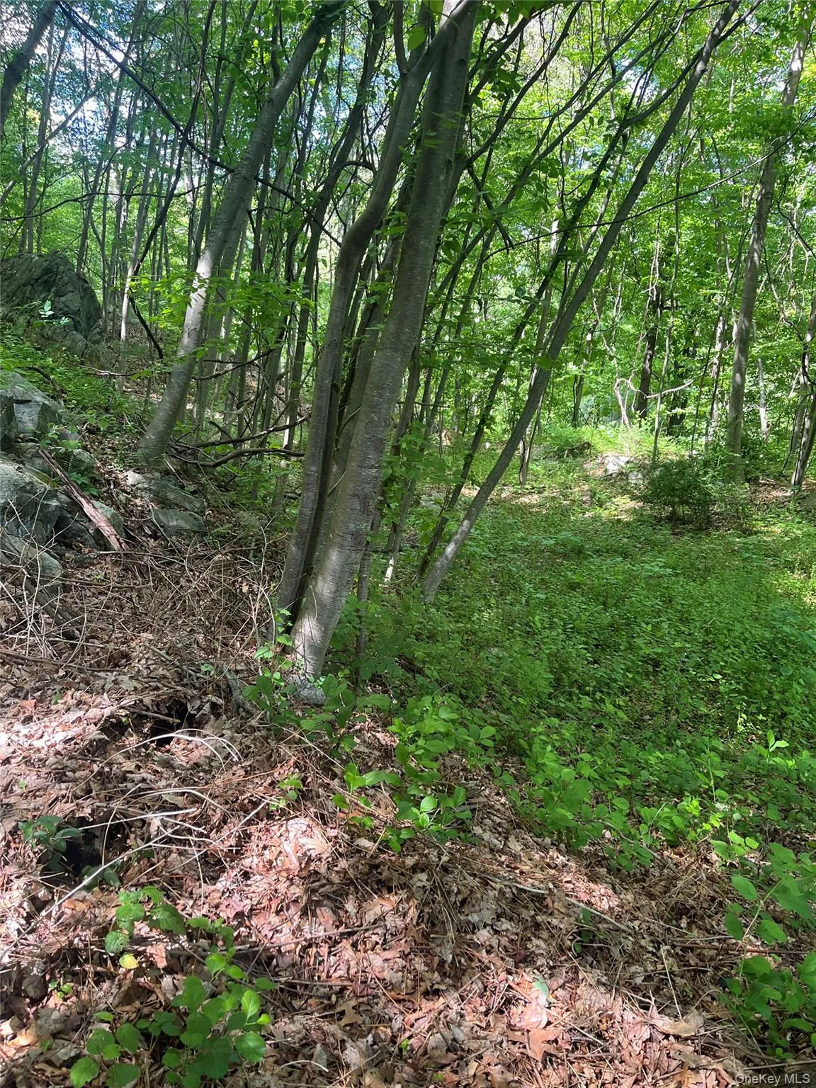 View of wooded area View of wooded area