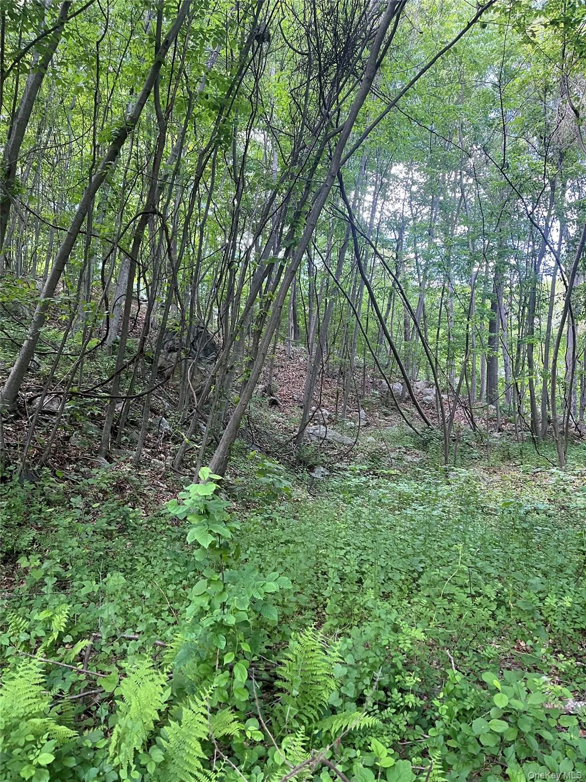 View of wooded area View of wooded area