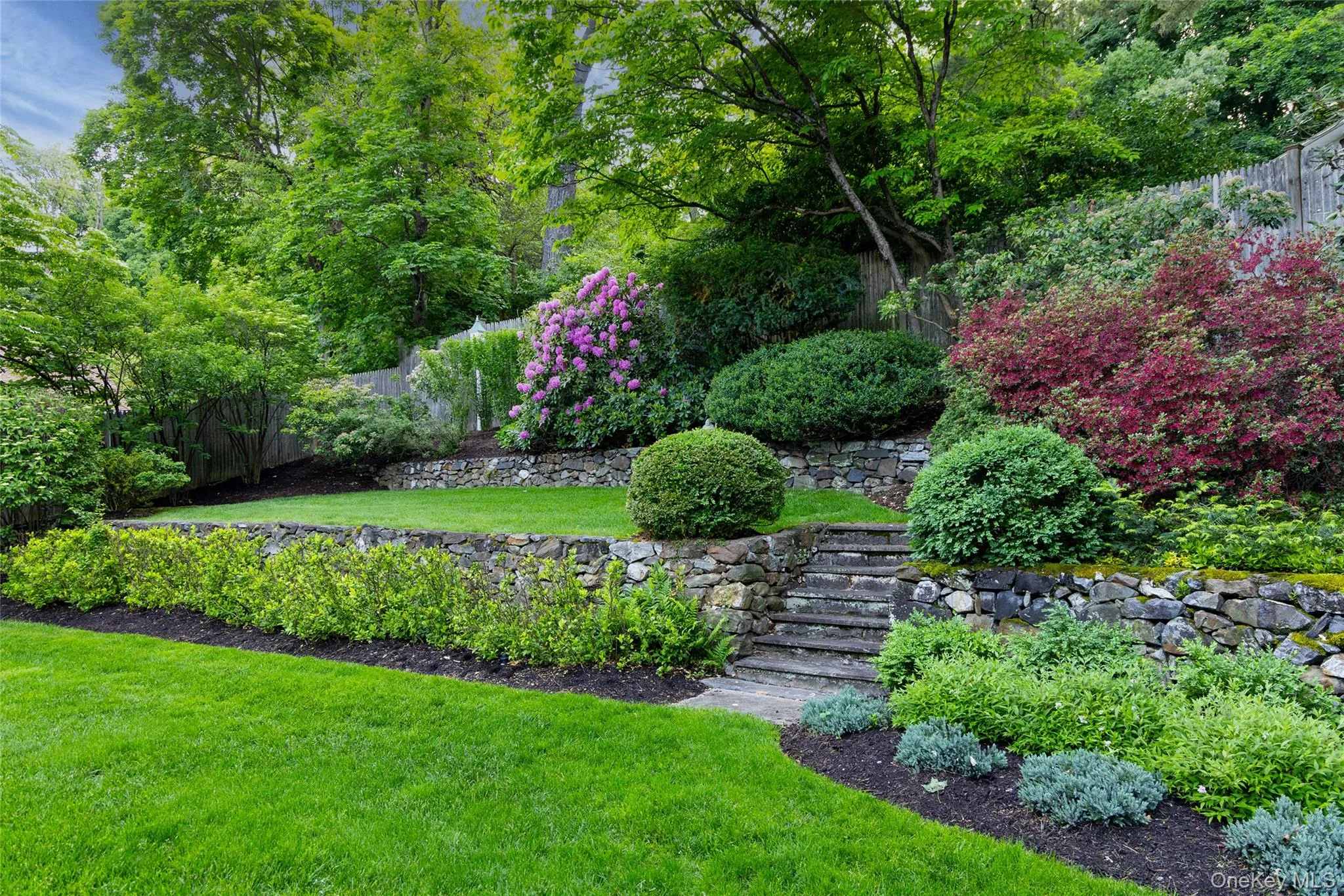Mature flowering perennial shrubs Mature flowering perennial shrubs